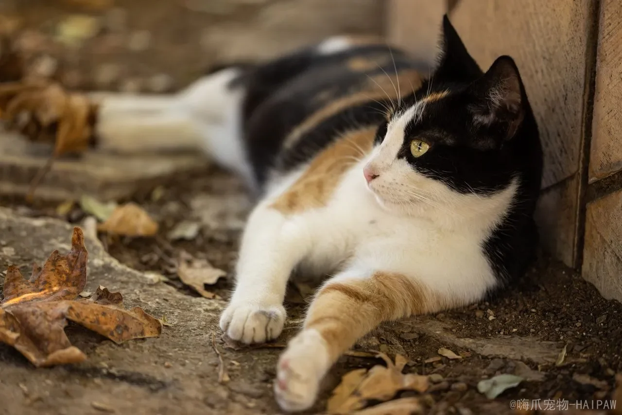 猫咪太瘦了怎么增肥？从驱虫到营养，科学增重全攻略