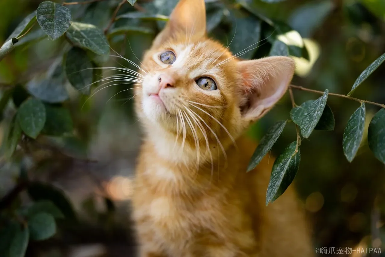 晚上把猫咪关在笼子里睡觉可以吗？全面分析利弊与科学替代方案
