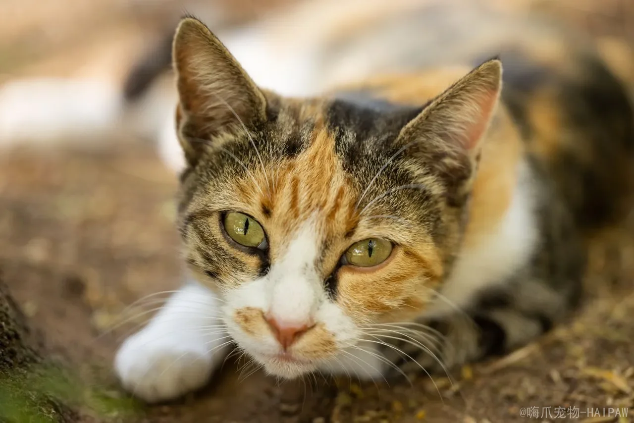 小猫睡眠时间多长？幼猫睡眠规律、阶段与健康判断全解析