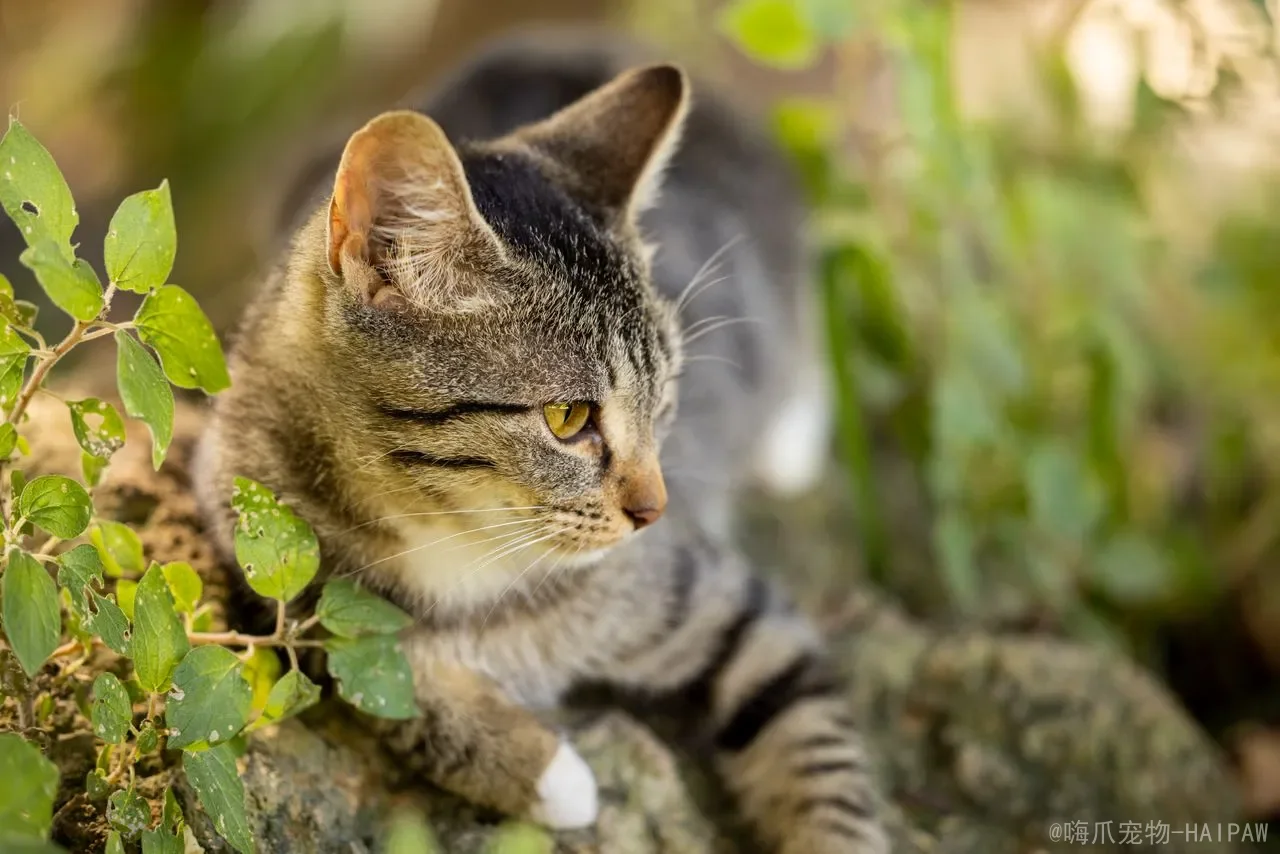 猫身上的跳蚤会到人头发里吗?从寄生偏好到科学防护,全面解读跳蚤与人类的真实关系 猫身上的跳蚤会到人头发里吗?从寄生偏好到科学防护,全面解读跳蚤与人类的真实关系