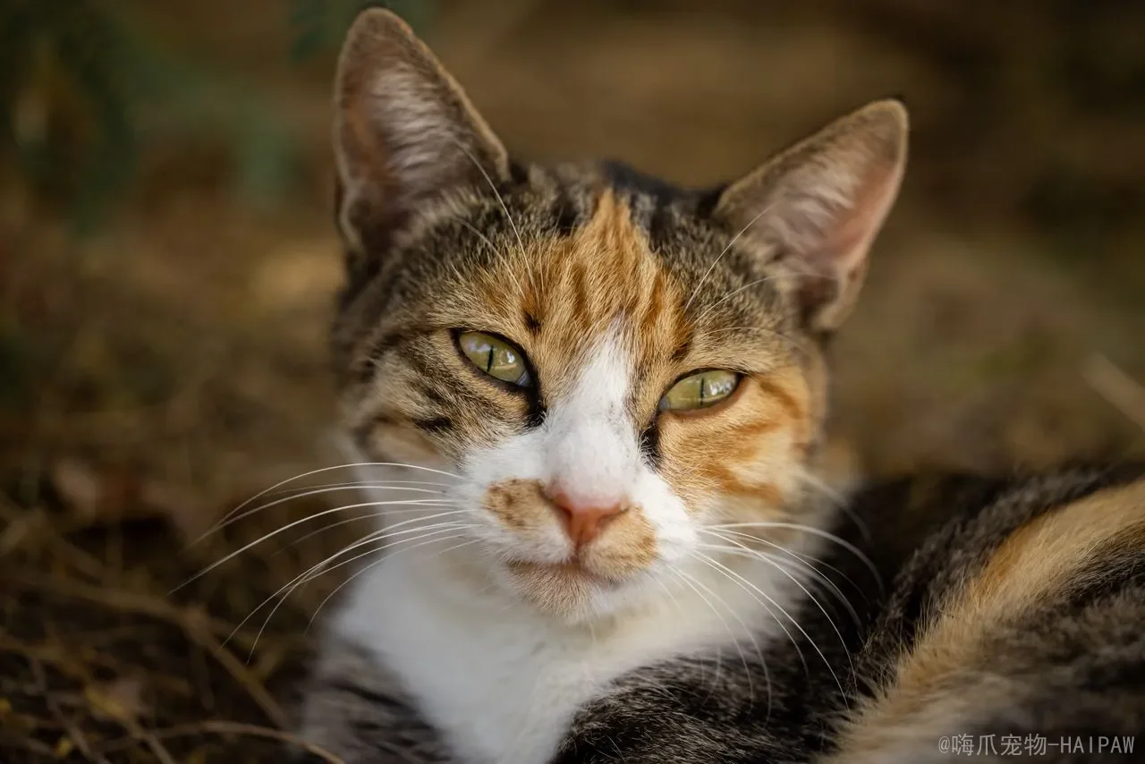 猫咪一天吃几顿最科学？从幼猫到成猫，全面解读喂食频率与健康管理
