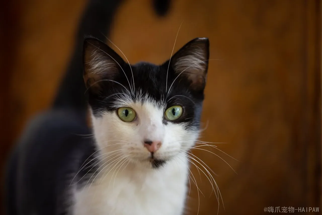 猫三联间隔多久打一次？从幼猫首免到成年加强，一份完整的免疫时间表