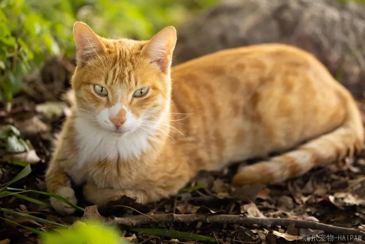 猫咪体内驱虫多久一次？从幼猫到成猫，一份完整的驱虫时间表与科学用药指南