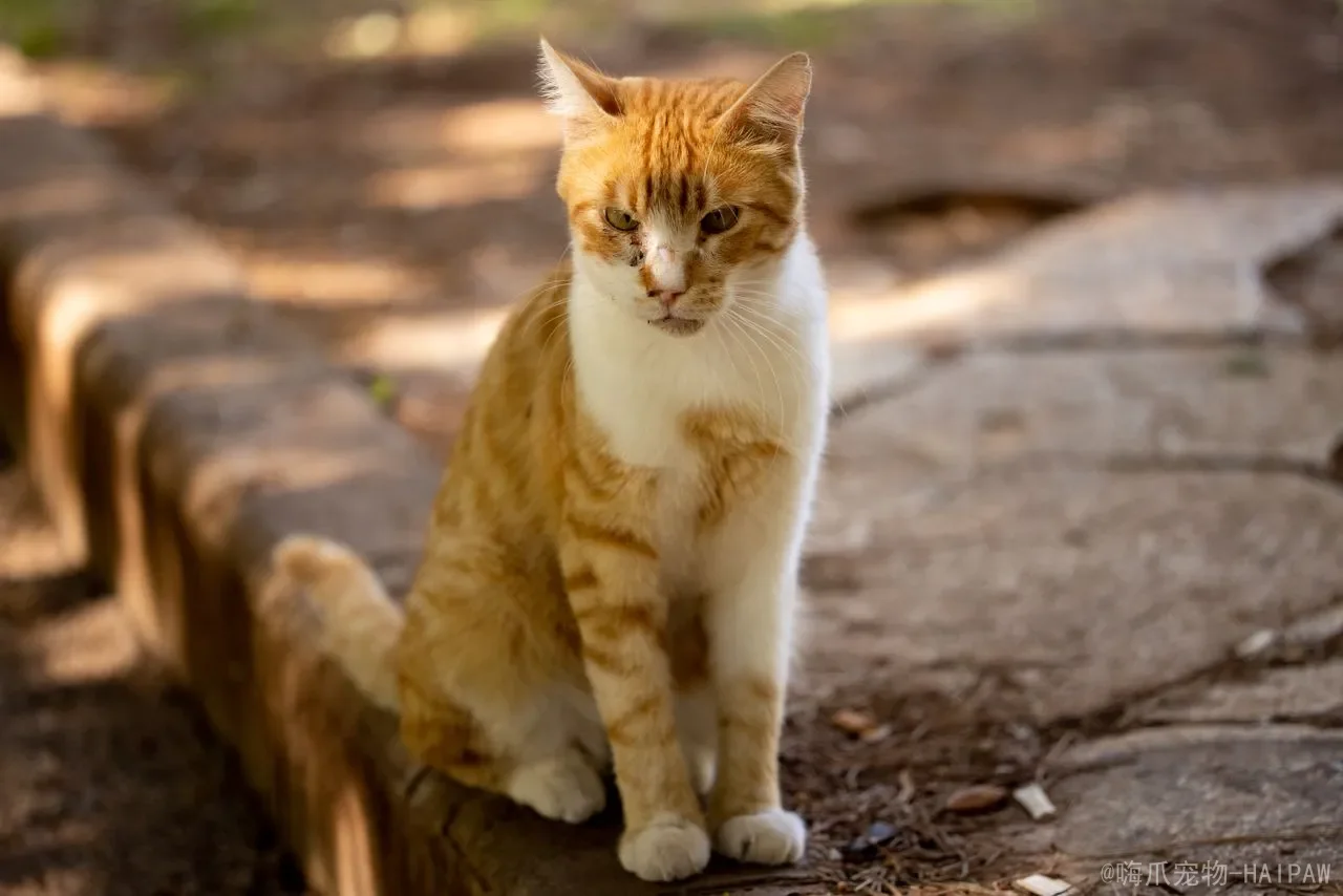 猫咪突然不吃猫粮了怎么回事？从挑食到疾病，全面解读食欲骤降的真相与应对