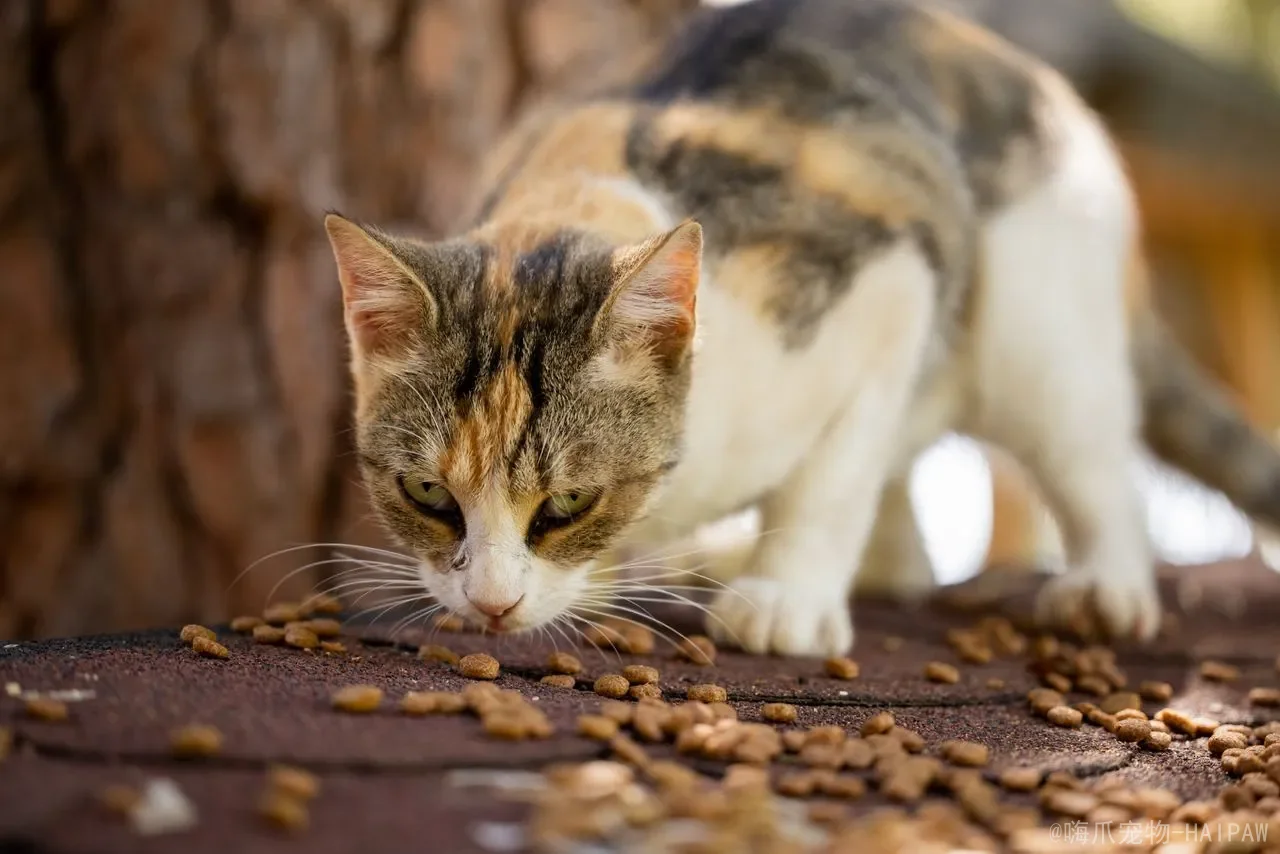 给猫咪剪指甲的正确方法：从频率到手法，一篇读懂所有关键细节