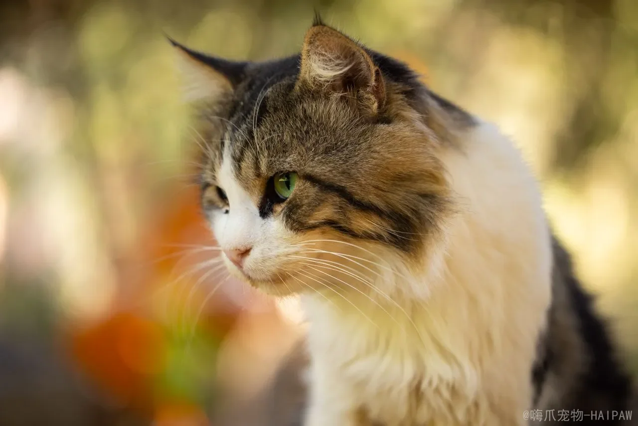 狗粮猫咪可以吃吗?从营养差异到健康风险,全面解读喵星人不能长期吃狗粮的真相 狗粮猫咪可以吃吗?从营养差异到健康风险,全面解读喵星人不能长期吃狗粮的真相