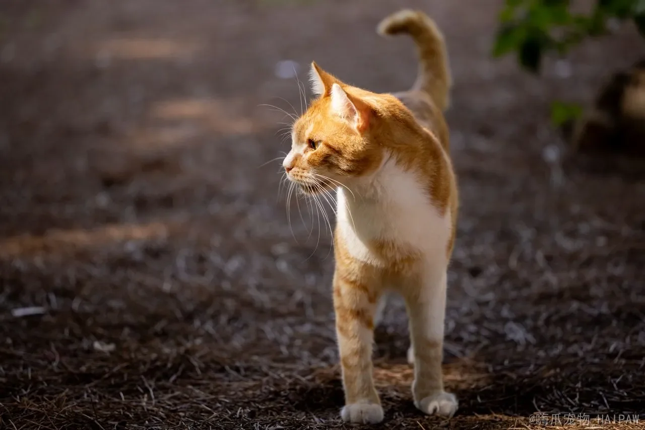 猫咪太瘦了怎么喂胖？从驱虫到营养，科学增重全攻略