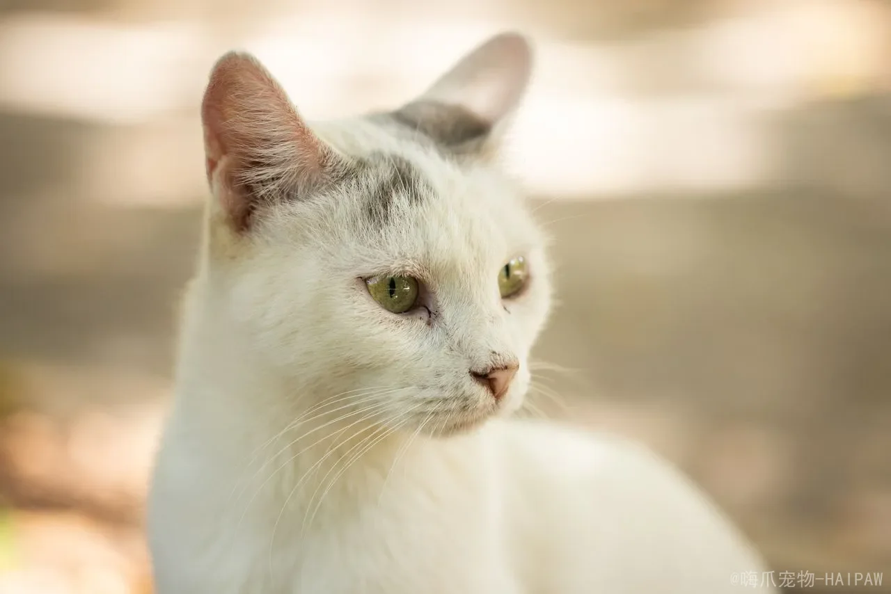猫咪跑丢了还能找到家吗？从行为规律到科学寻回，全面解读走失猫咪的回家之路