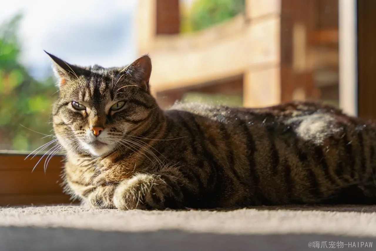 四个月的猫算成年猫还是幼猫？幼猫成猫年龄划分与科学养护全攻略