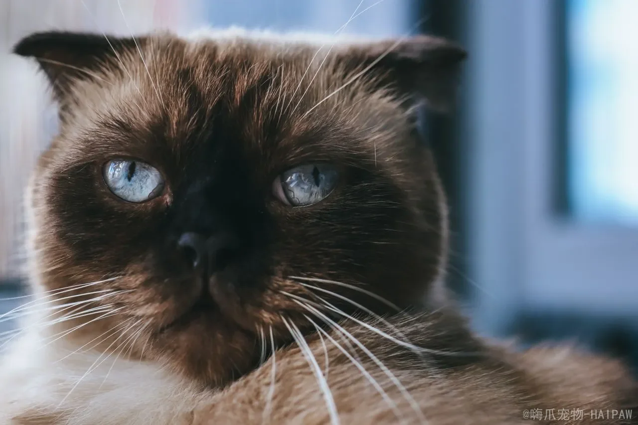 猫咪流口水怎么回事？从口腔疾病到中毒反应，全面解读喵星人“流涎”背后的健康密码