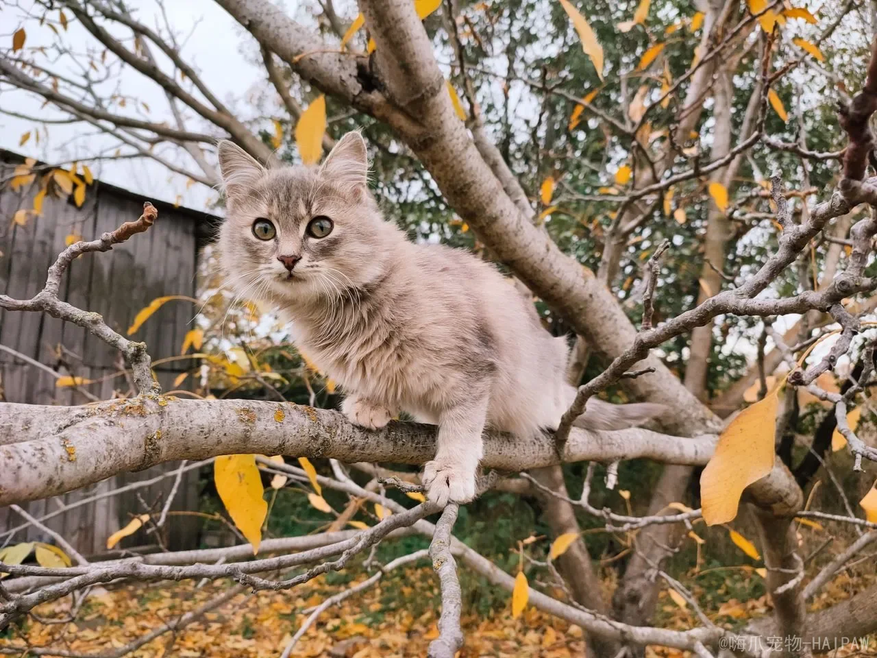 掐猫脖子会记恨主人吗？科学解读猫咪的记忆与正确教育方式