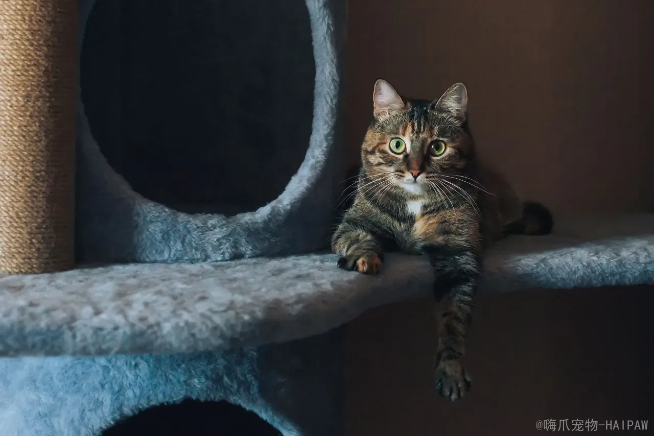 猫吃了老鼠药会自愈吗？从中毒机制到紧急抢救，全面解读猫咪灭鼠药中毒的真相与应对
