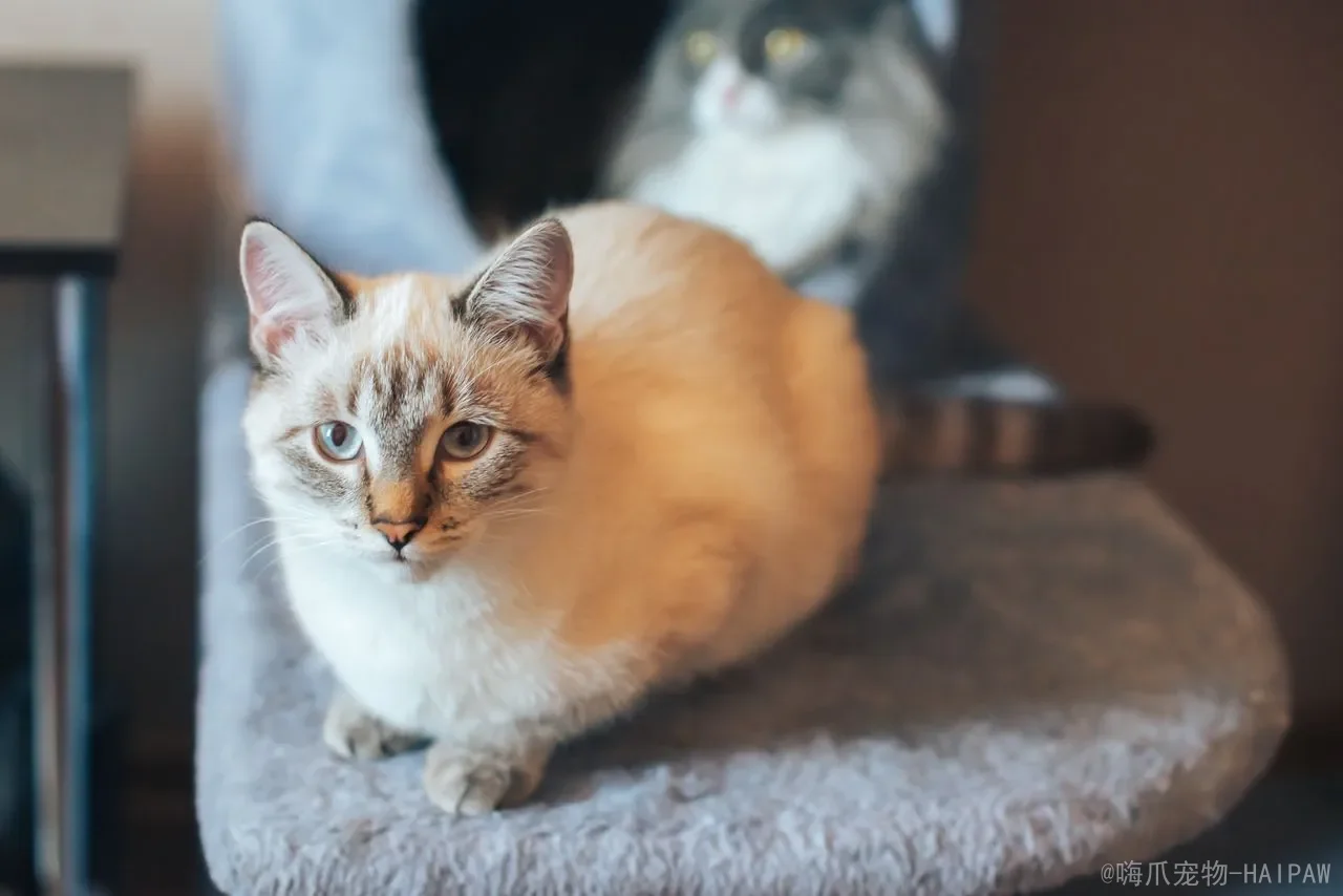猫咪能吃花生吗？从营养成分到喂食禁忌，全面解读花生对喵星人的真实影响