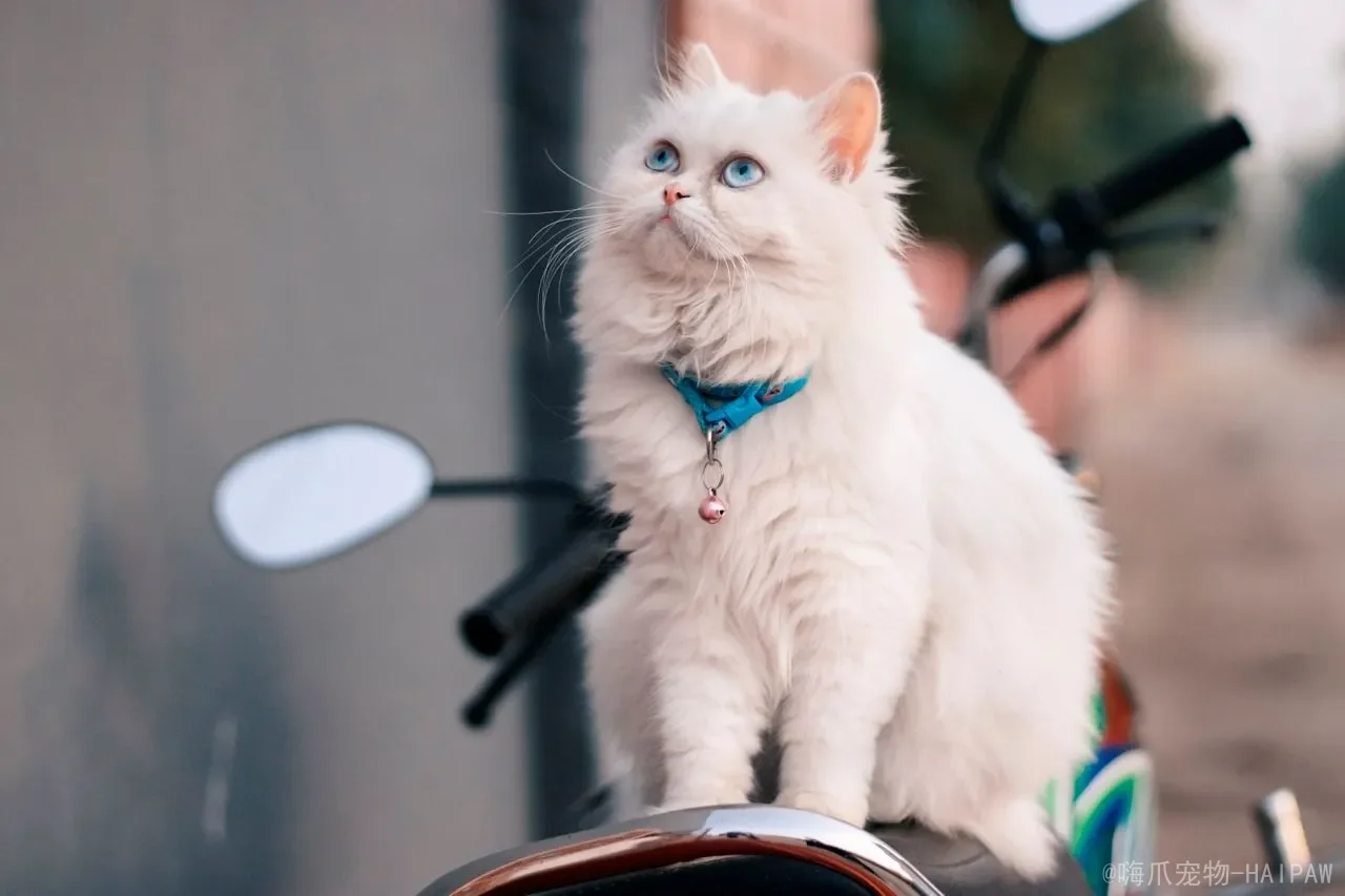 橘猫把你当主人的表现：从等待回家到踩奶撒娇，全面解读喵星人的认主密码
