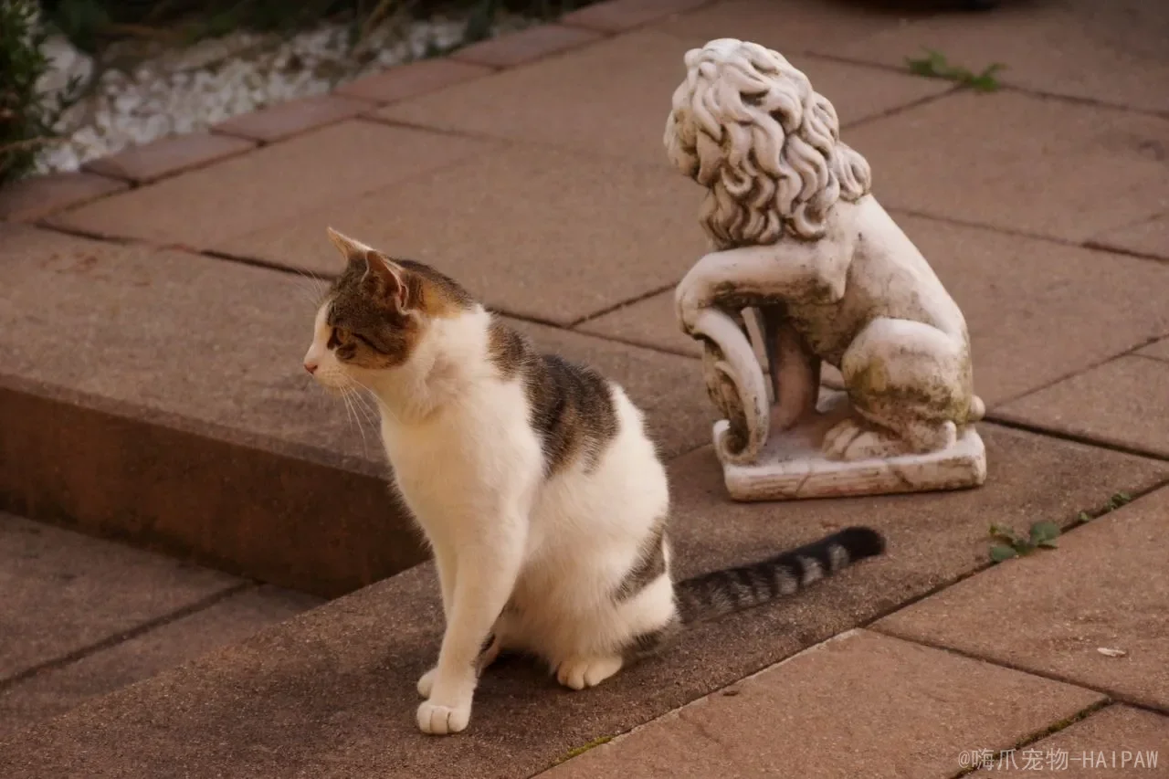 没满月的小猫怎么喂养？从冲奶到排便，手把手教你养活奶猫