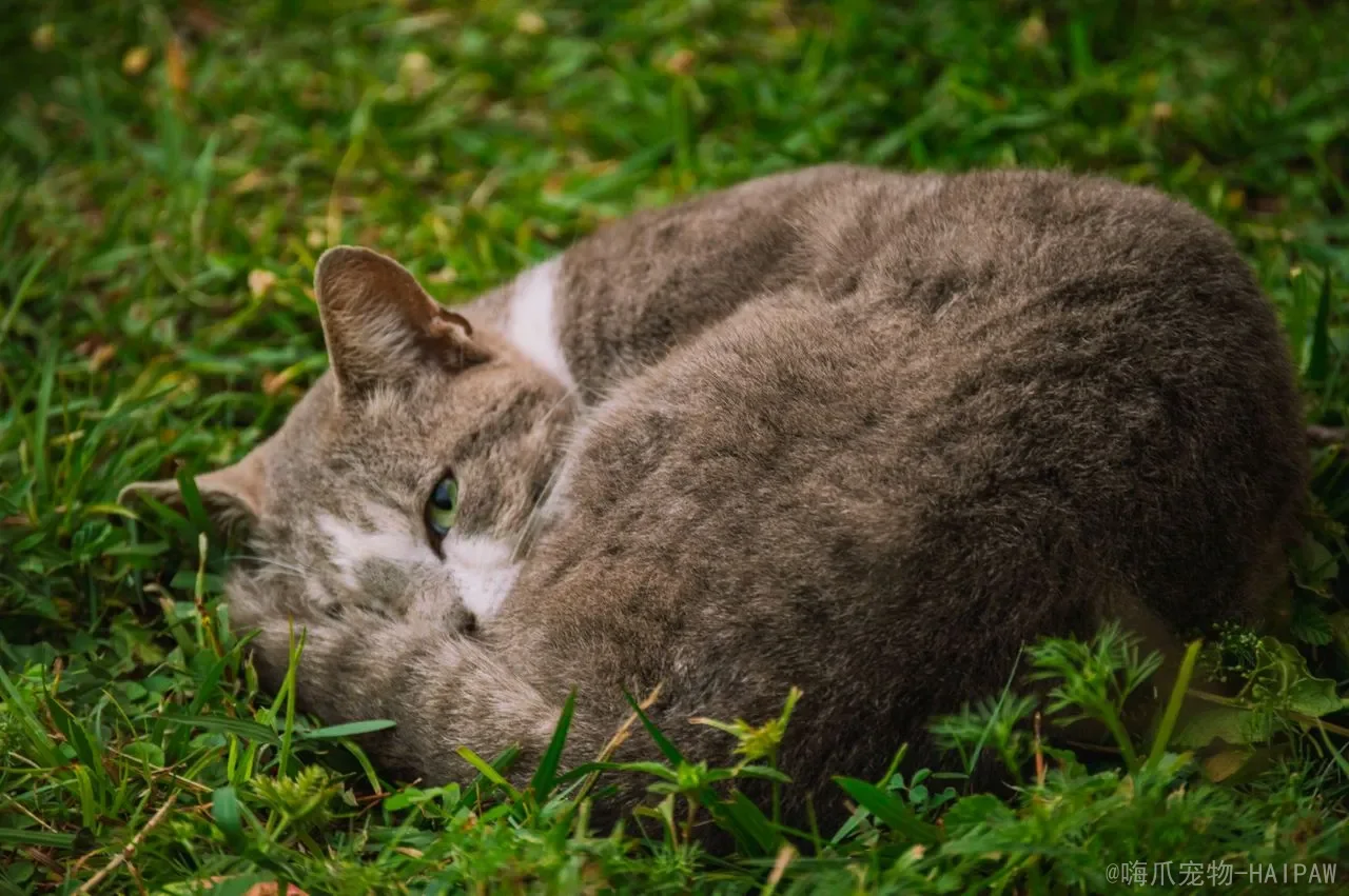 猫咪可以吃西瓜吗？从营养价值到喂食禁忌，全面解读喵星人吃瓜的正确方式