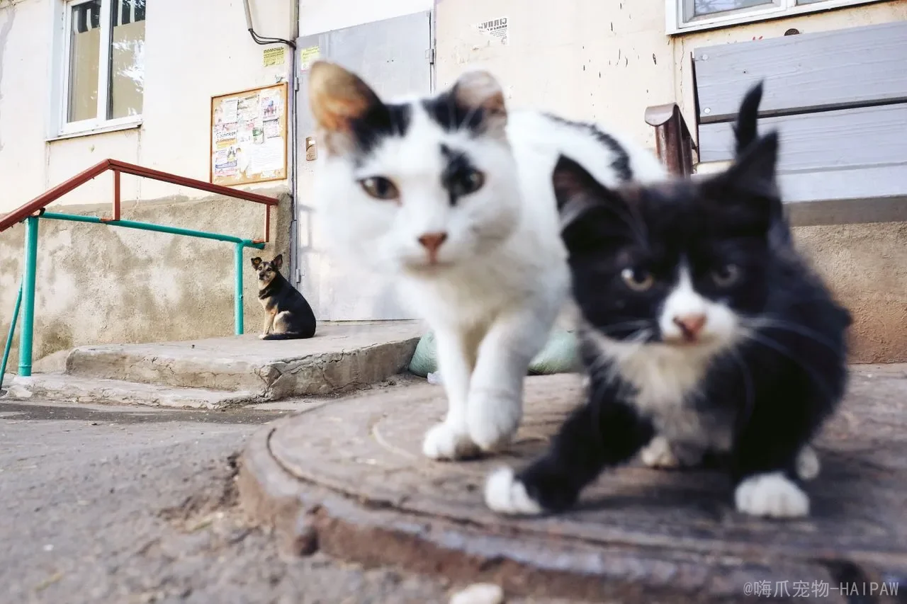 猫咪叫声大全解读：从喵喵叫到嘶嘶声，读懂喵星人的每一种语言
