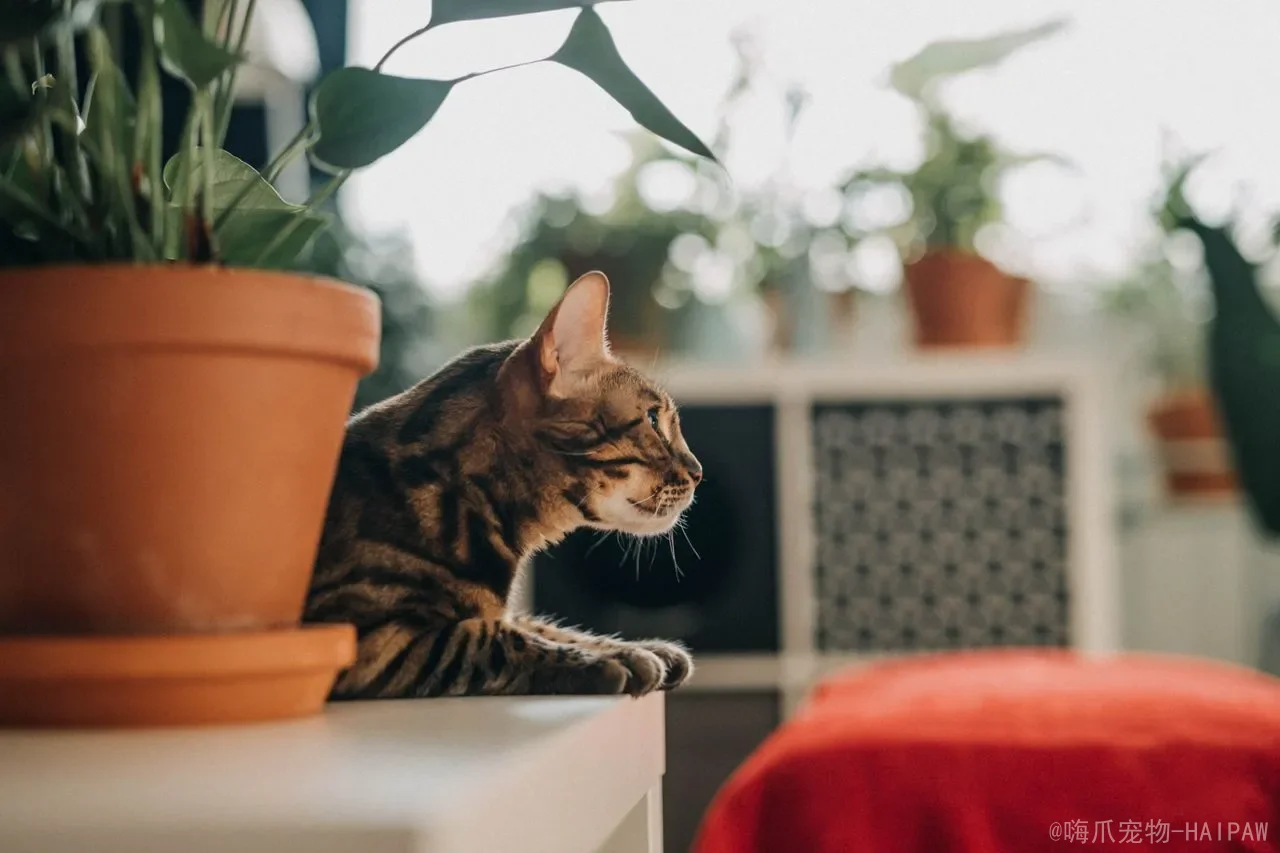 猫咪应激反应全解析：从识别信号到科学安抚，帮爱猫远离压力困扰