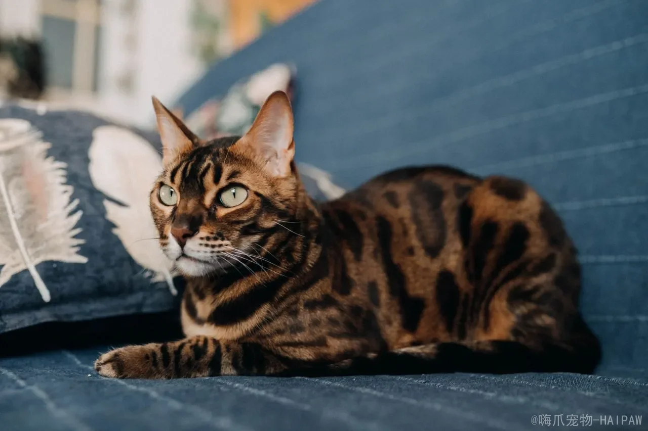 猫咪胡须全解析：从导航雷达到情绪信号，读懂喵星人的触须语言