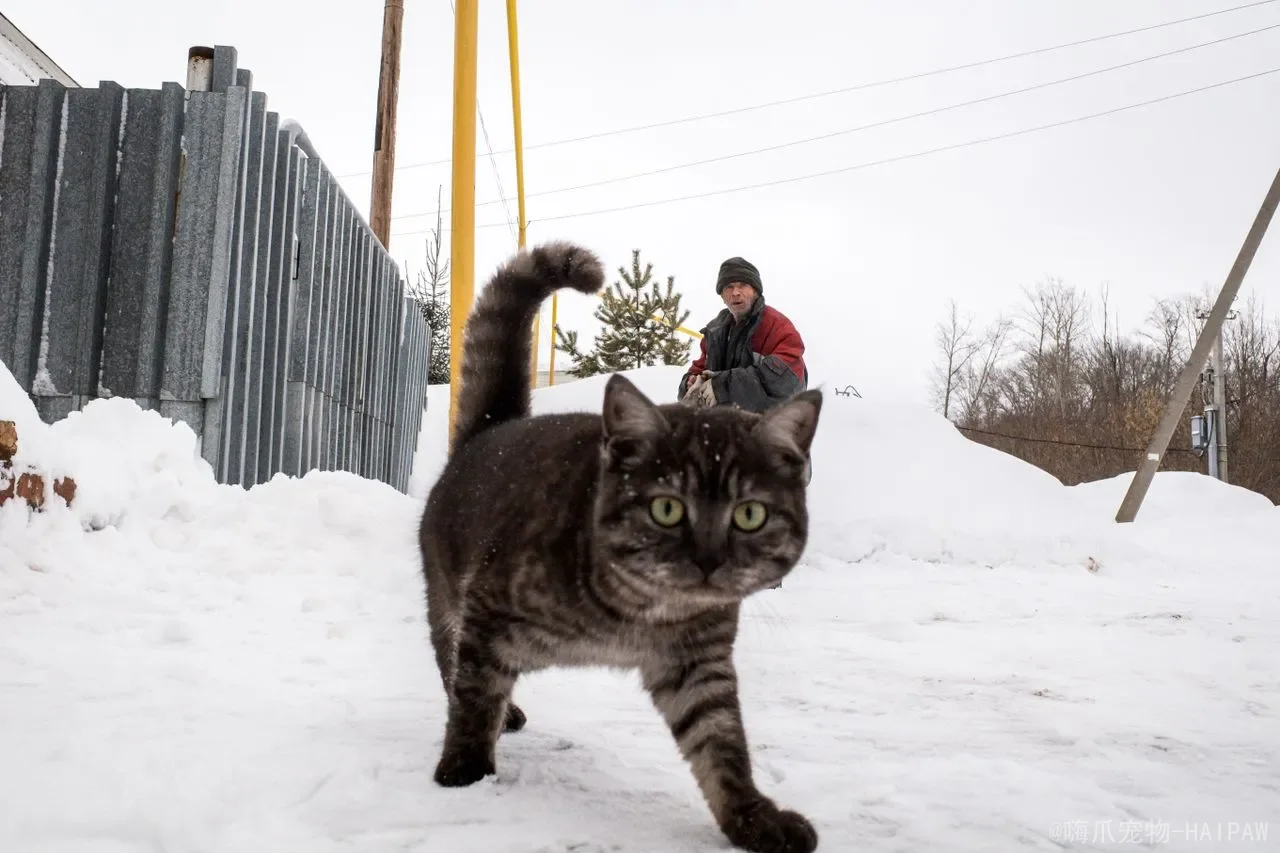 猫反复呕吐、黑便总治不好？警惕猫胃溃疡