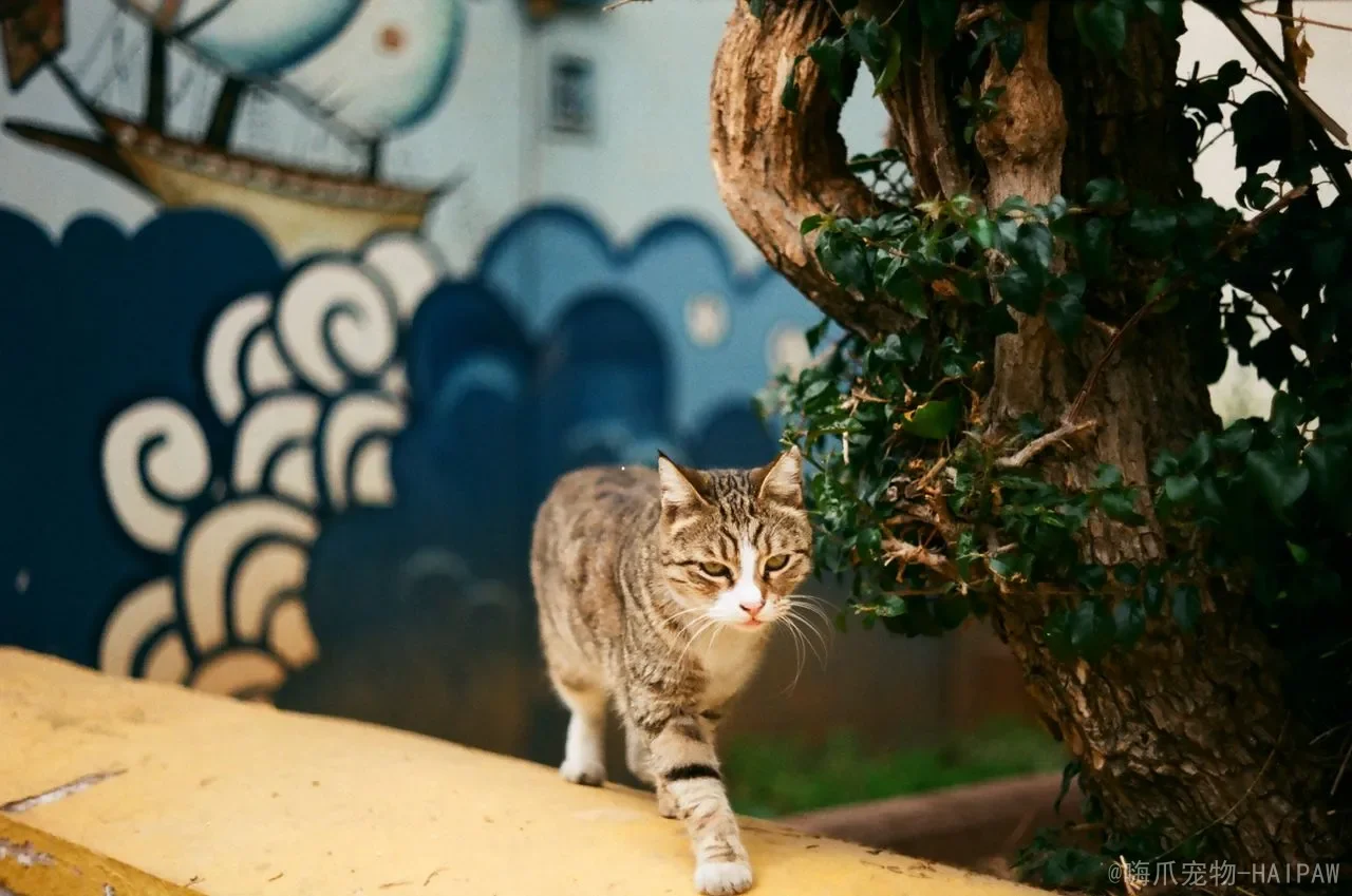 猫咪肥胖怎么办？从体态评估到科学减肥，全面解读喵星人的体重管理