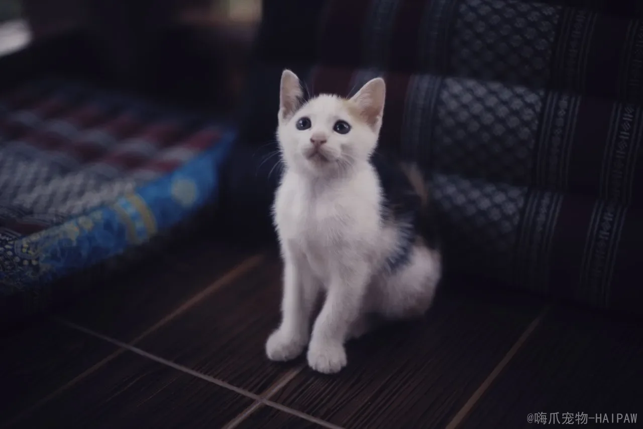 猫支气管哮喘是什么？猫哮喘的症状与家庭管理