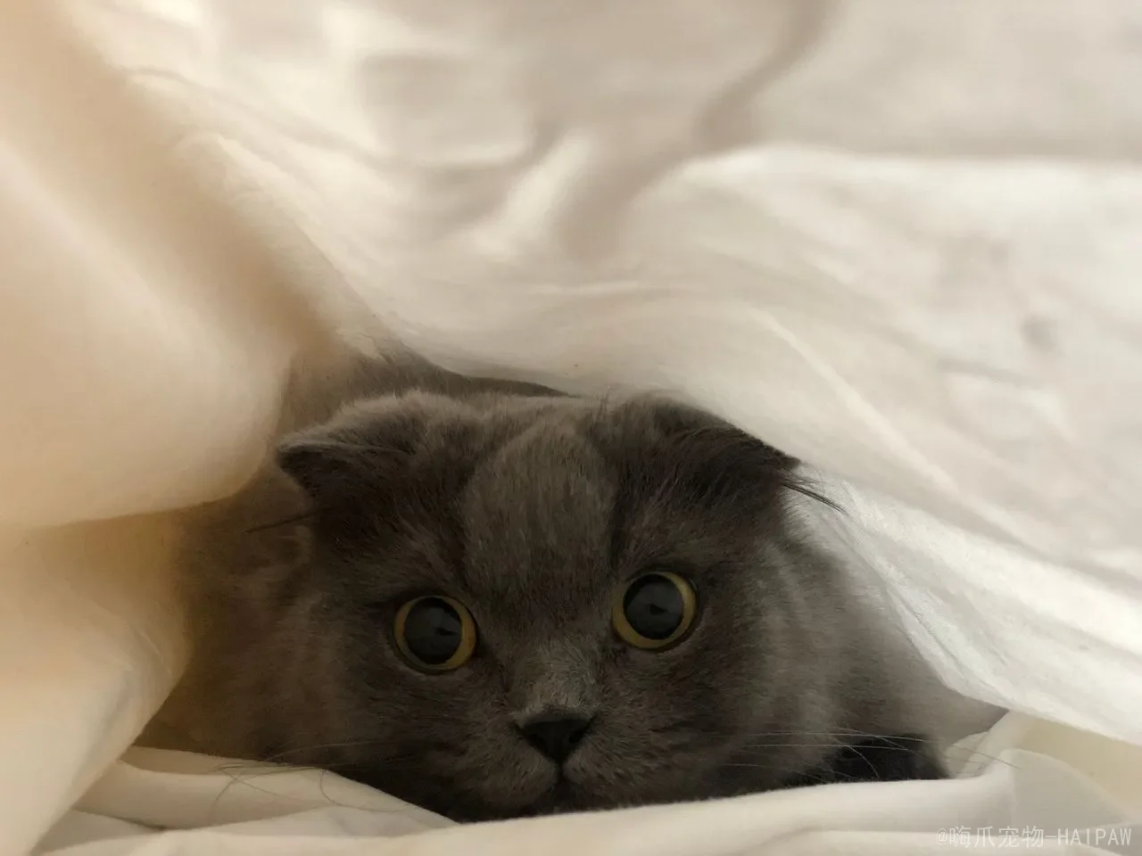 猫癣反复老不好怎么办？从病原特性到环境根除，一篇讲透科学应对方案