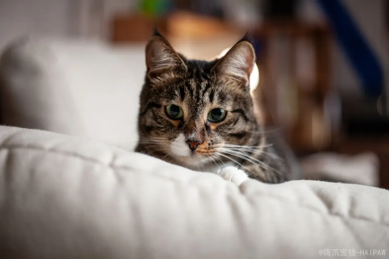猫咪几岁算老年？别只看年龄，身体信号才是照护起点