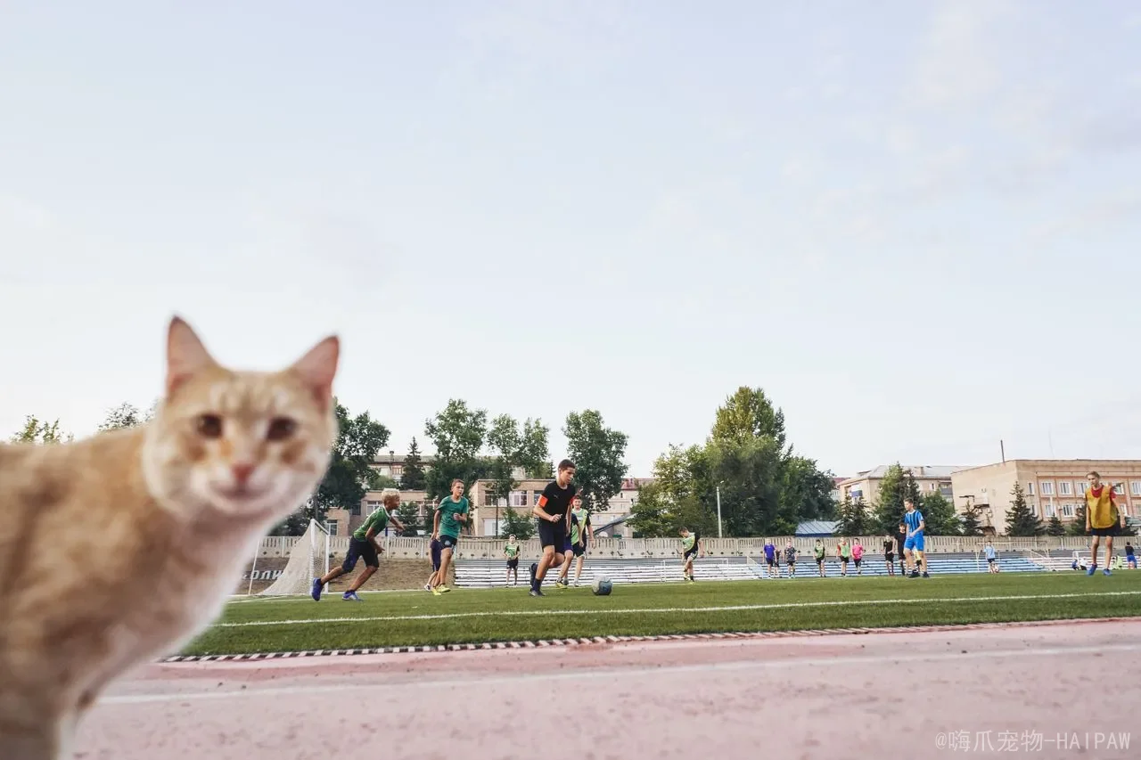 猫咪几岁算老年？别只看年龄，身体信号才是照护起点