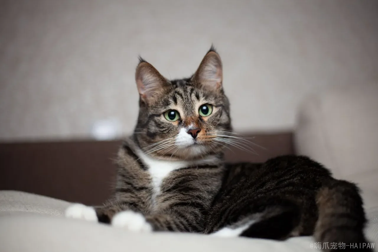 猫咪掉毛瘙痒皮屑多，长疙瘩？全面解析病因与科学护理