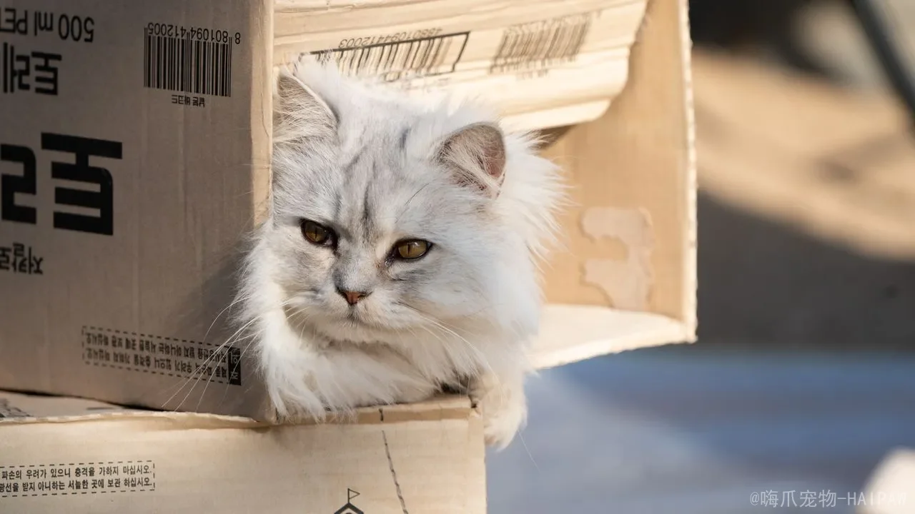 猫咪日常护理全攻略：从梳毛到洗澡，把基础照护做到位