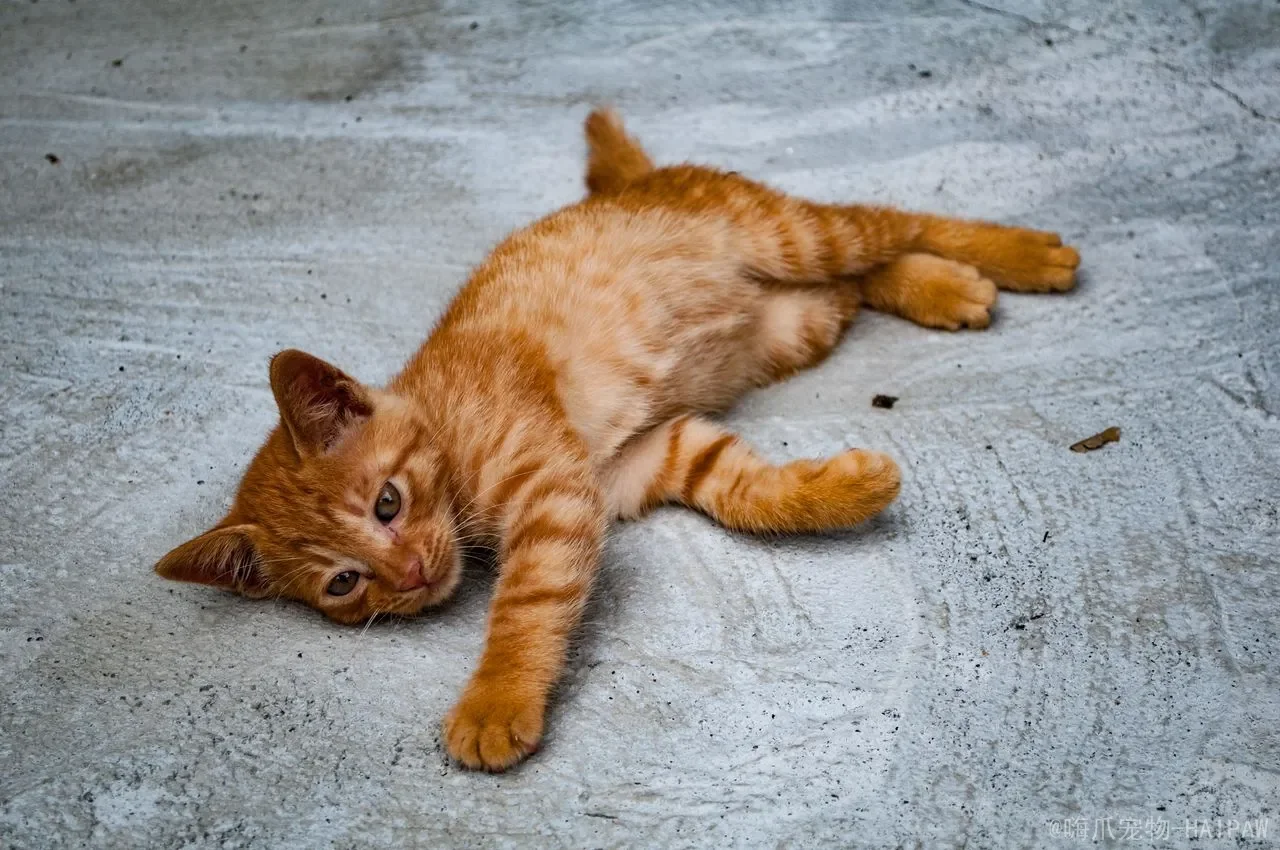 猫咪日常健康检查指南：在家观察的八个重点与就医信号