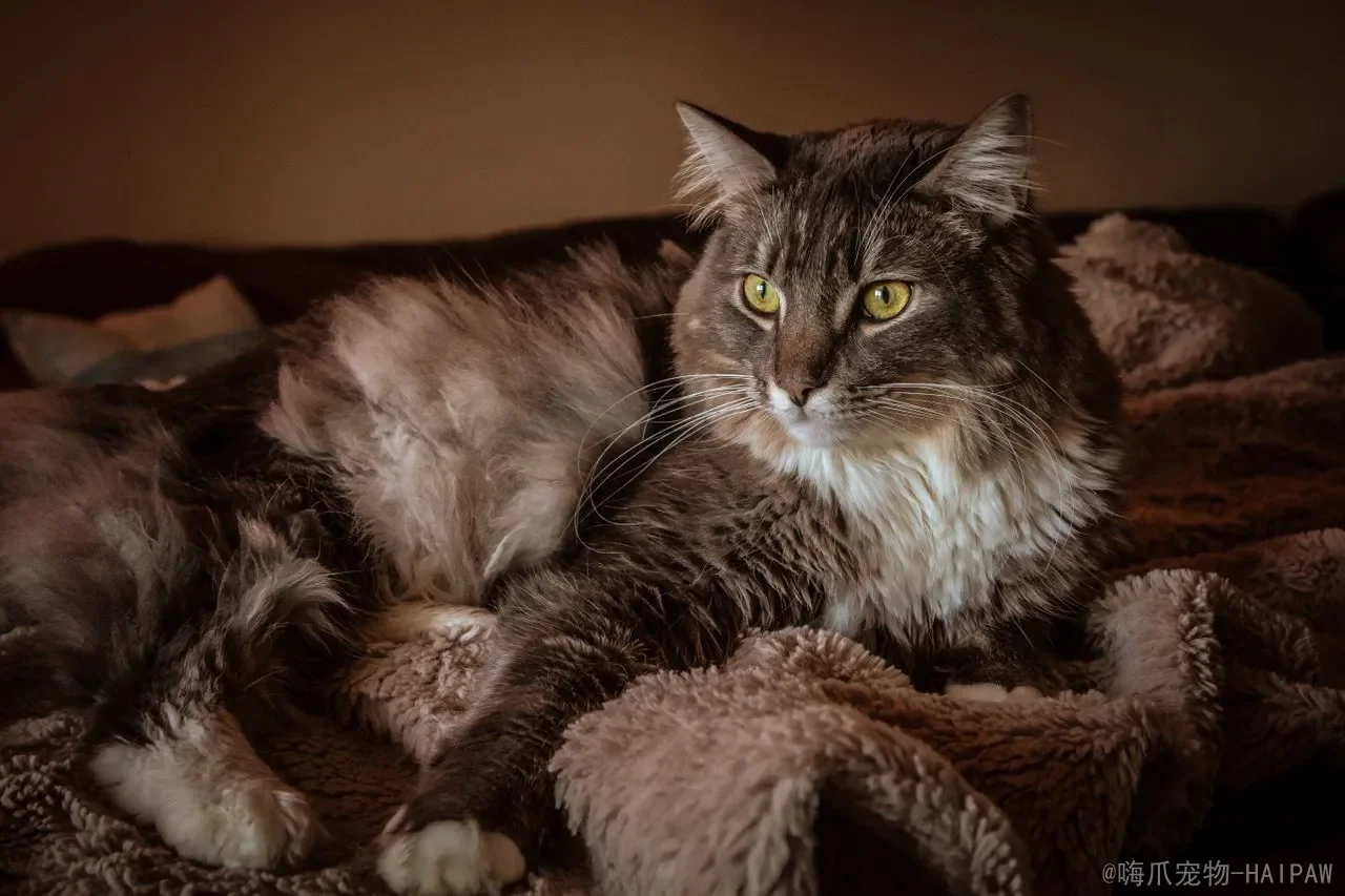 猫咪换粮后软便怎么办？先记录场景，再按顺序排查