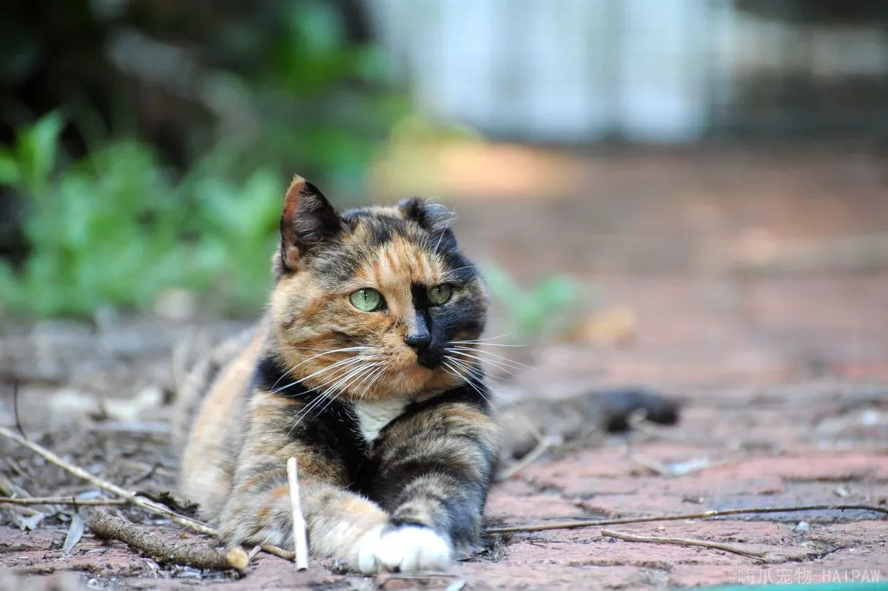 猫咪突然躲起来不出来怎么办？先看环境变化、疼痛和压力信号