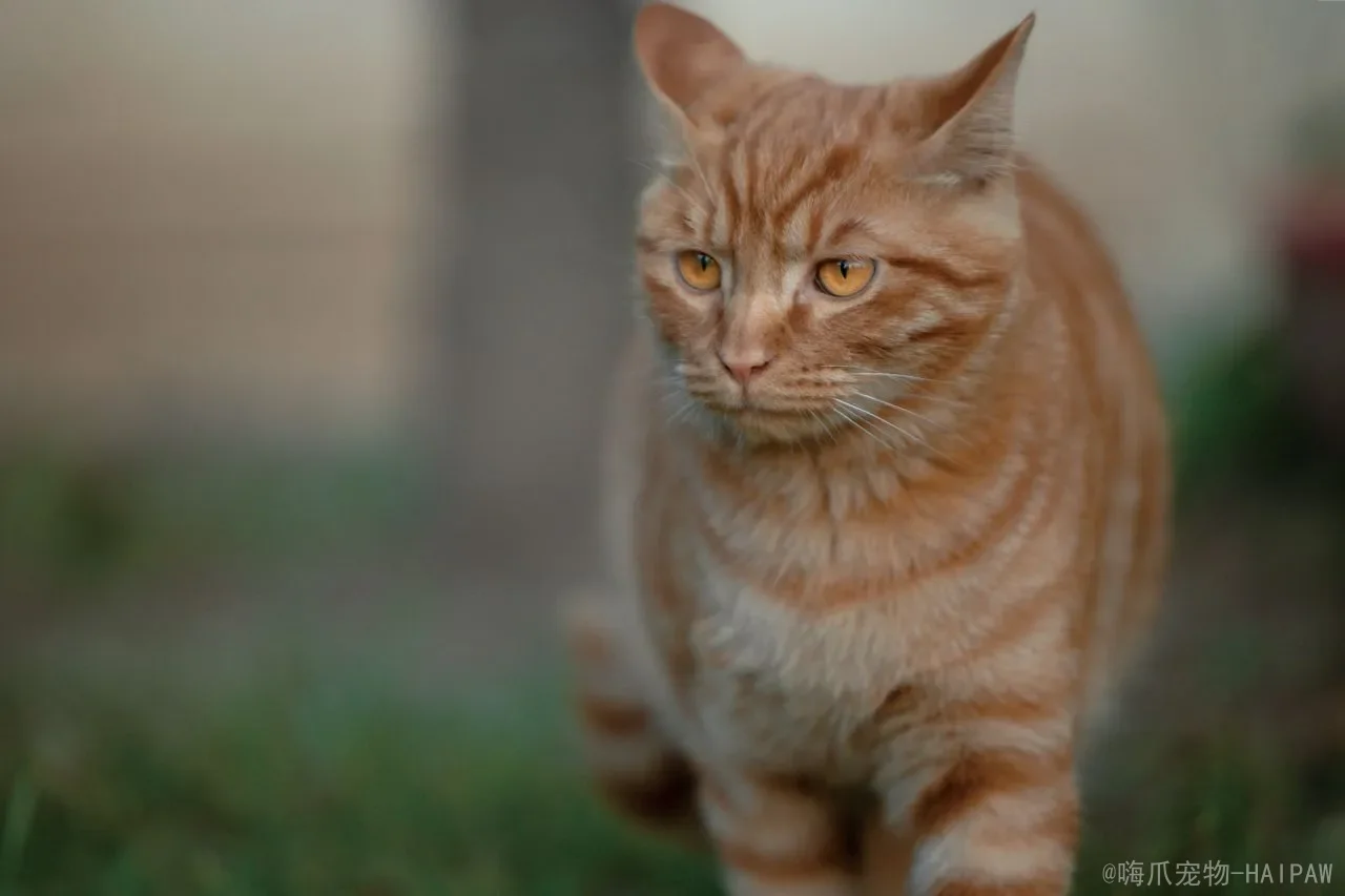 让猫咪活得更久更健康：从日常照护到老年养护的完整指南
