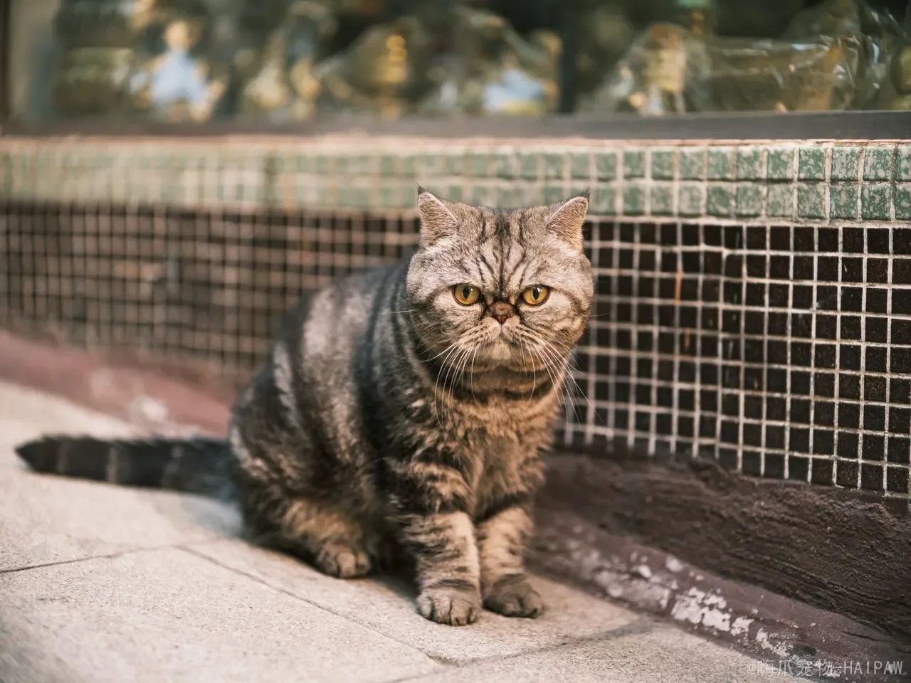 猫咪误食致命食物怎么办？从葱蒜到百合的中毒识别与急救指南