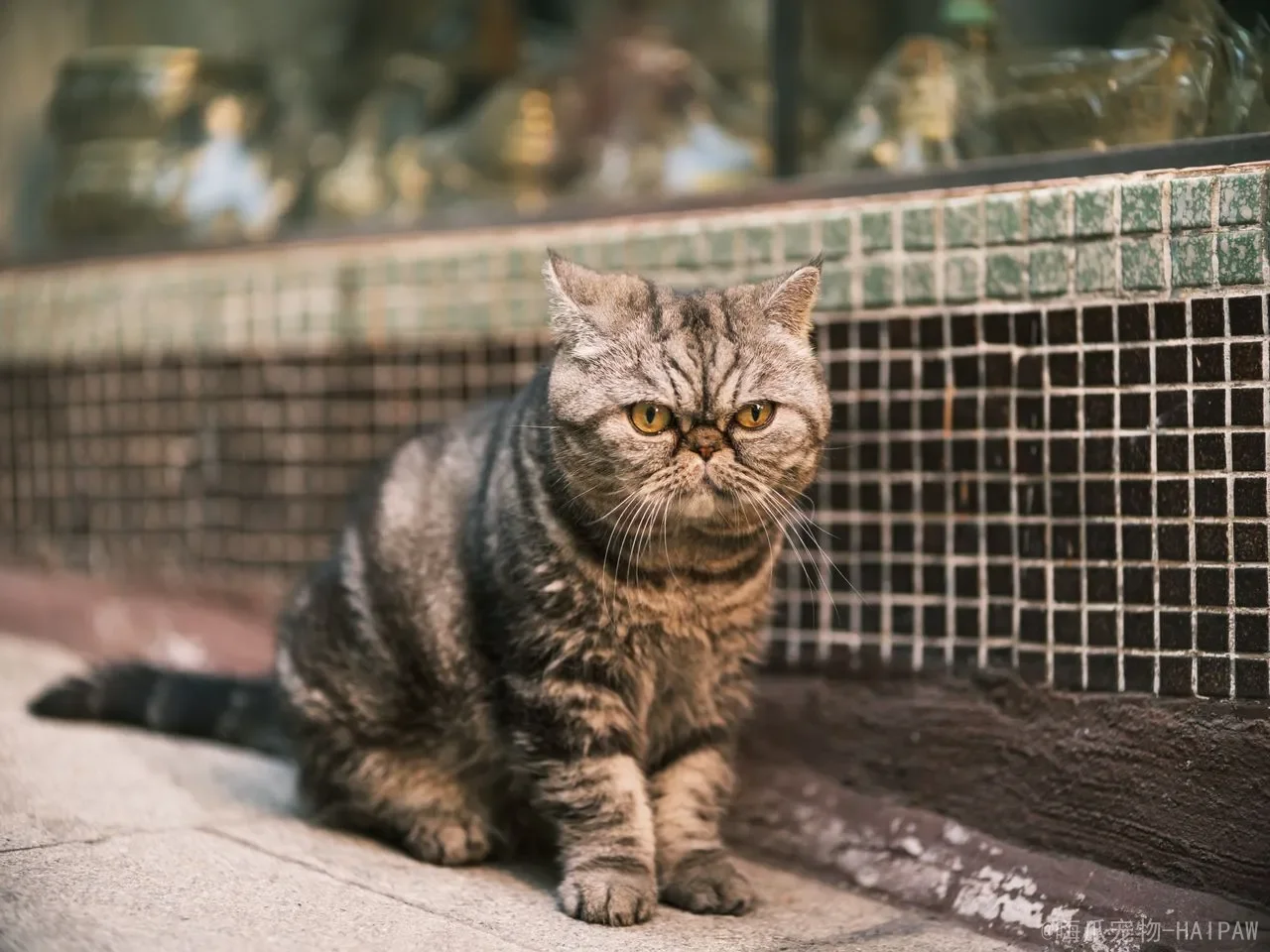 给猫洗澡不被抓伤：从洗前准备到吹干的全流程实操指南