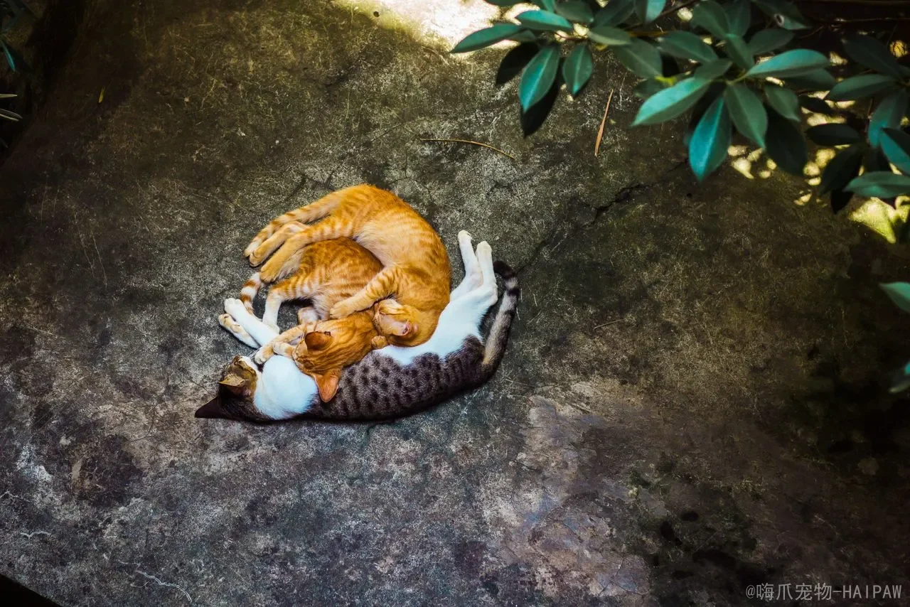 猫砂到底怎么选？从结团强度到粉尘控制的科学选购指南