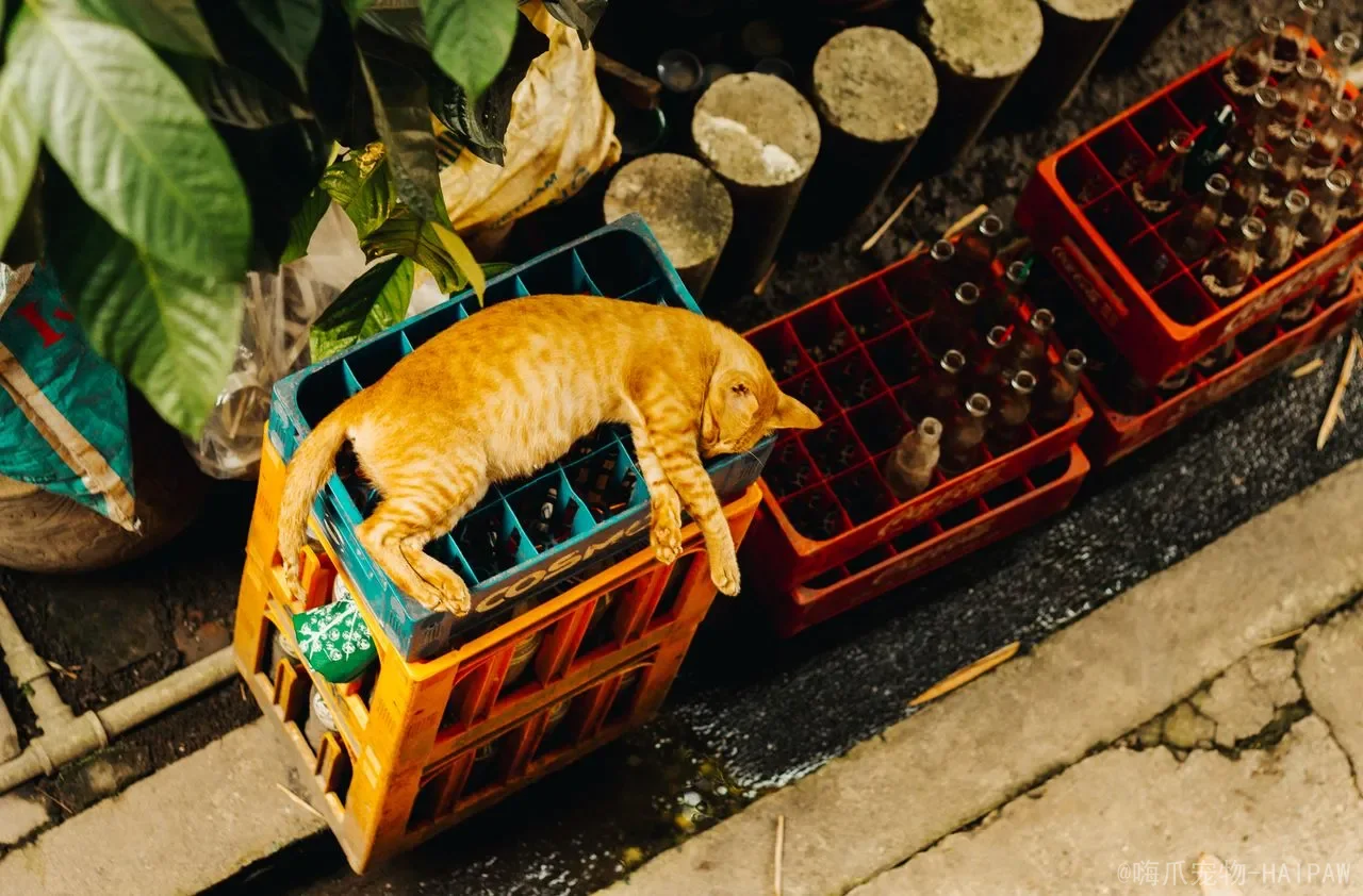 猫咪为什么偏爱水龙头的水？从饮水天性到健康管理的完整解读