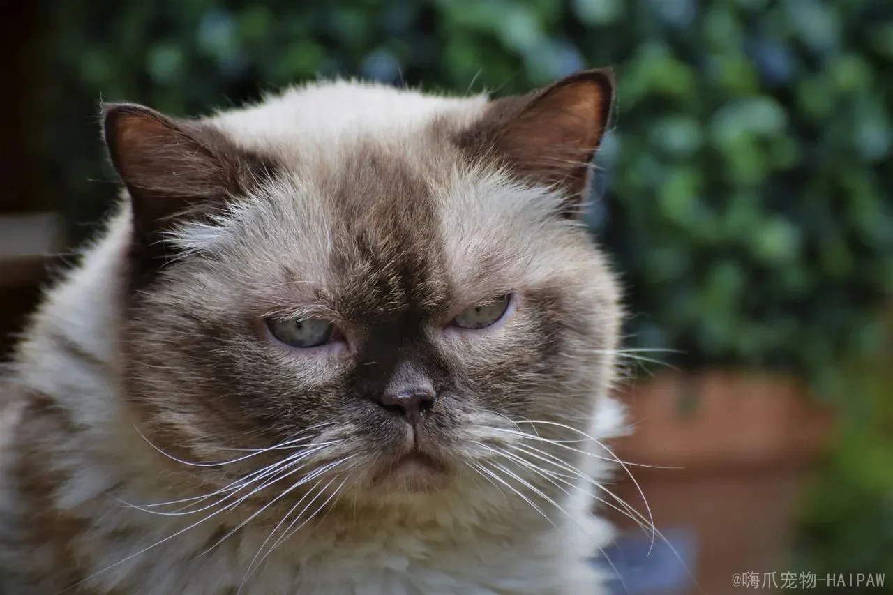 自动猫砂盆怎么选?从工作原理到安全性能的完整选购指南 自动猫砂盆怎么选?从工作原理到安全性能的完整选购指南