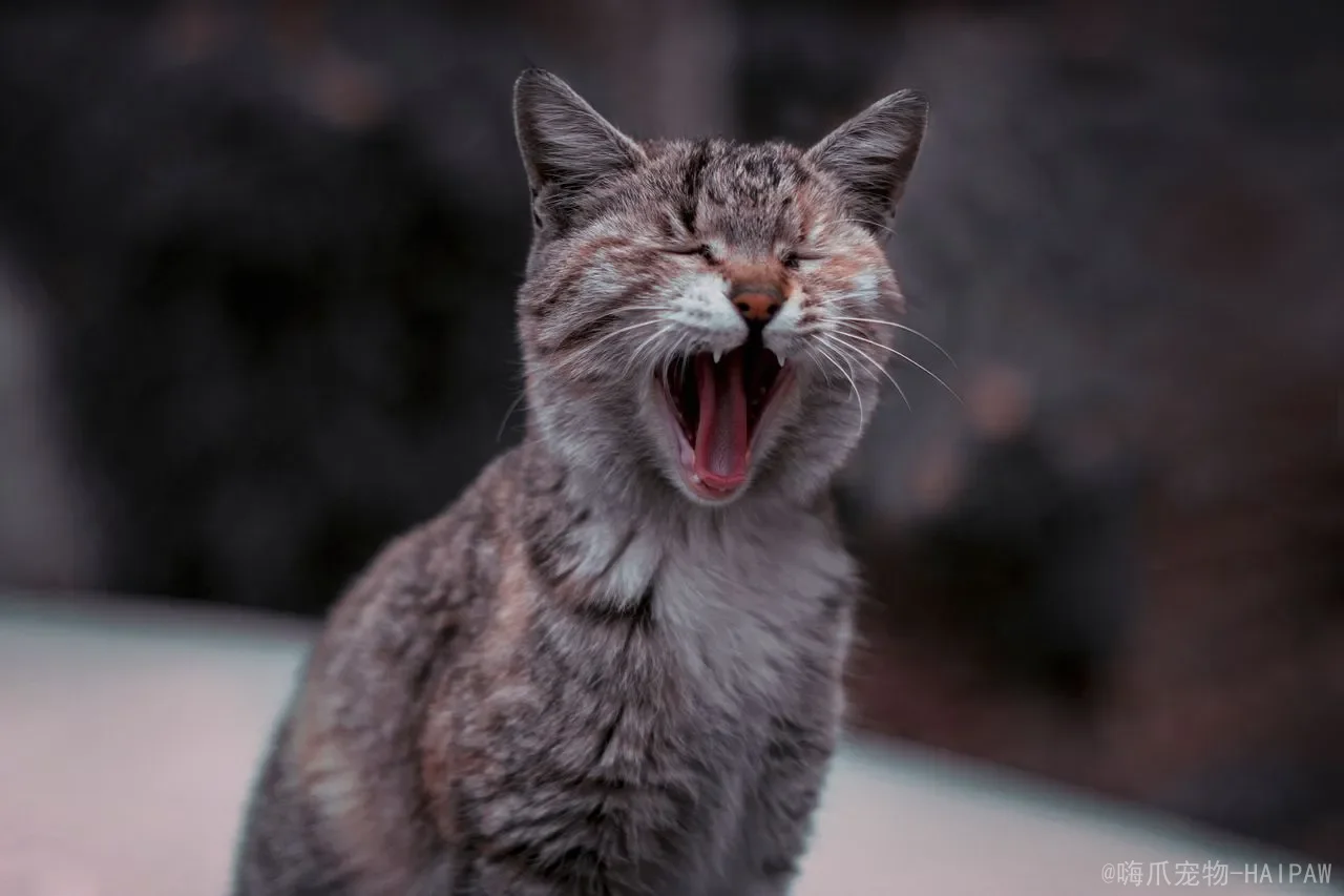 凝结猫砂品牌测评与选购推荐：结团强度、粉尘、除臭全维度对比
