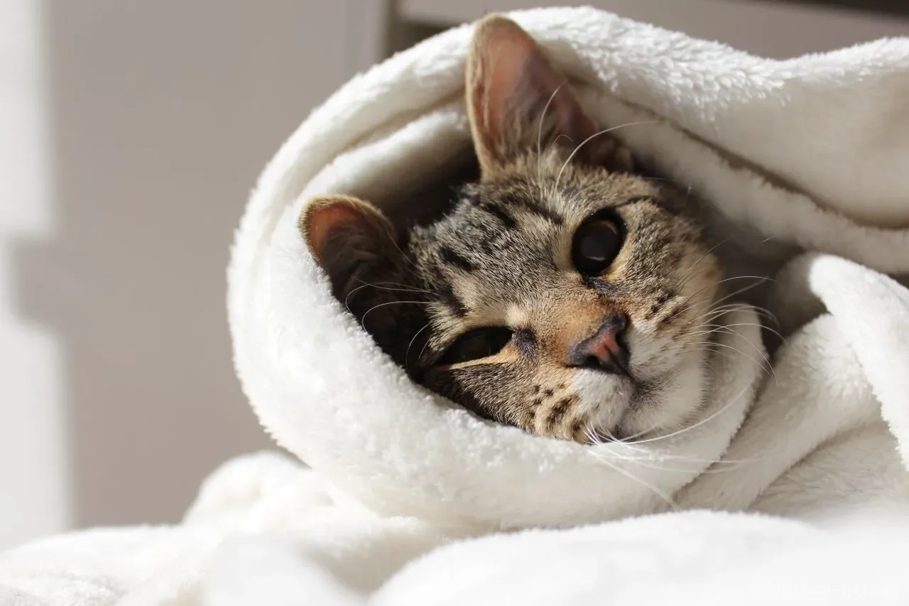 猫咪饮水机怎么选？从材质到静音的完整选购指南