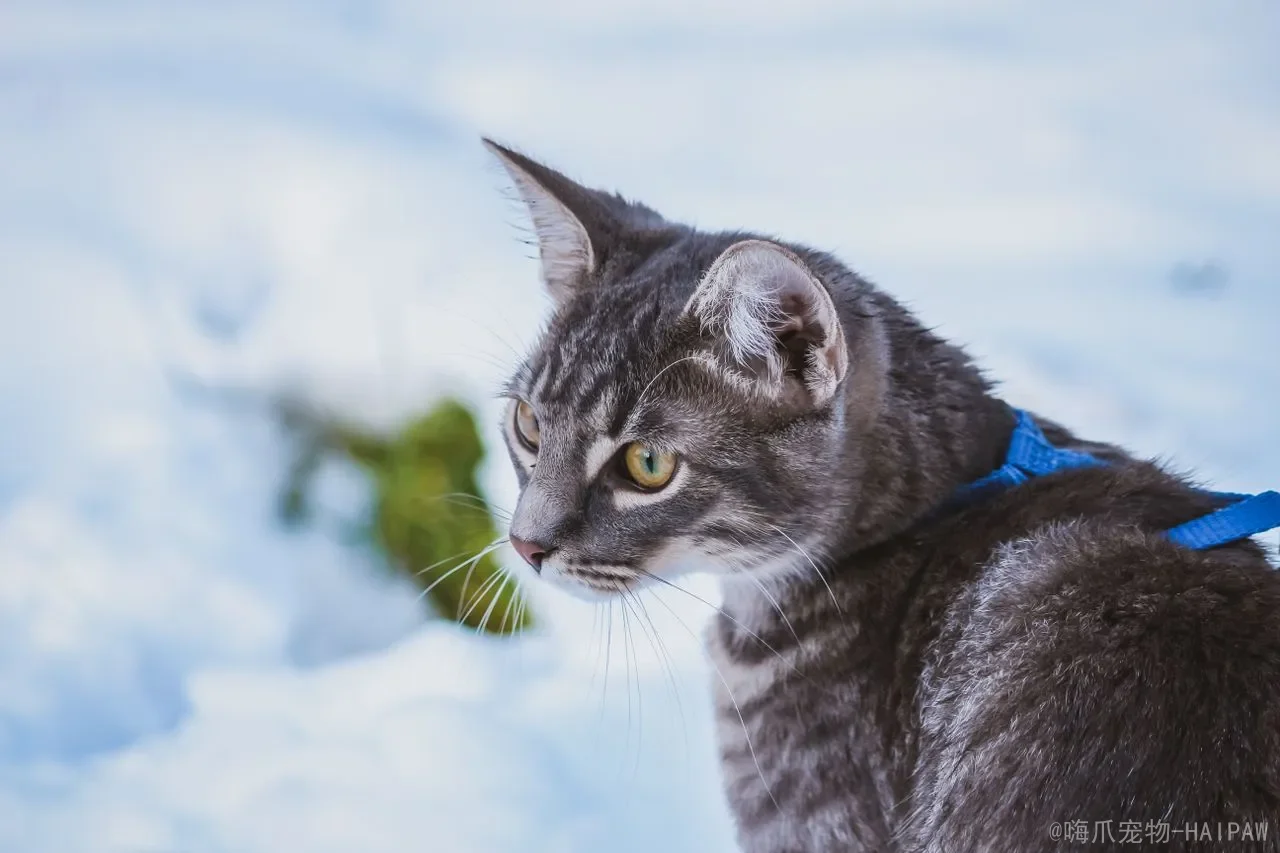 猫砂盆摆对位置比买贵盆更重要：从行为本能到多猫家庭的空间规划