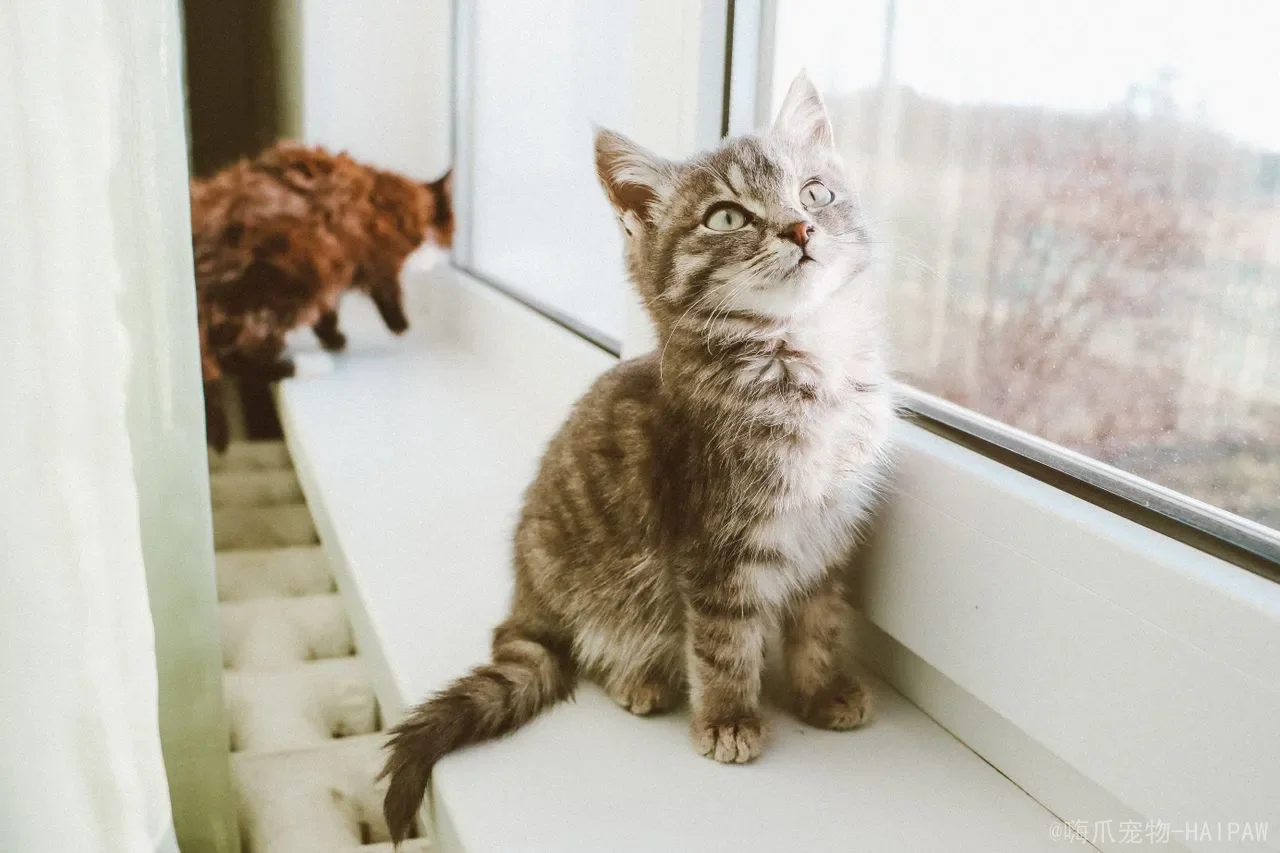 零成本也能让猫玩到停不下来：低成本DIY猫玩具的创意与安全指南