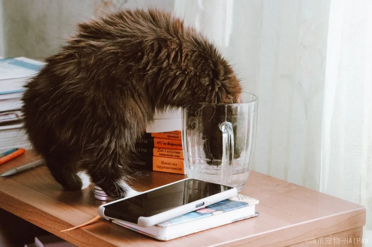 长毛猫和短毛猫有什么区别？从毛发结构到护理方式的完整对比指南