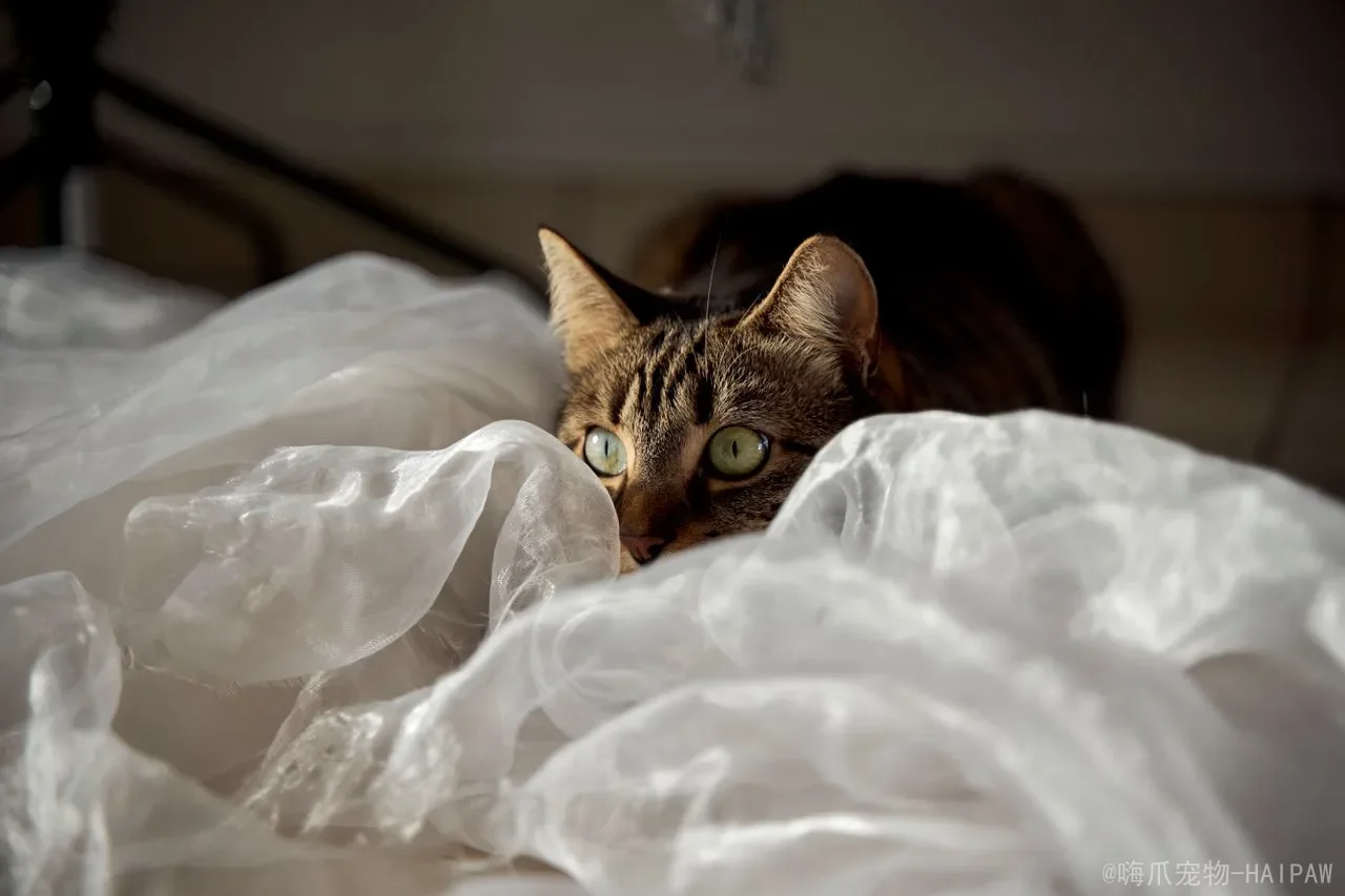 猫咪洗澡不抓人全攻略：从洗前准备到吹干收尾的完整实操指南