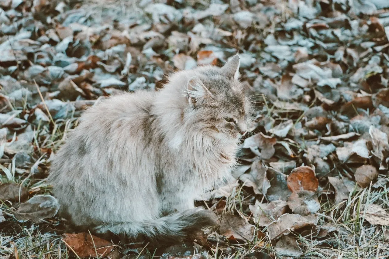 猫咪和移动房屋：从适应性训练到安全管理的完整生活指南