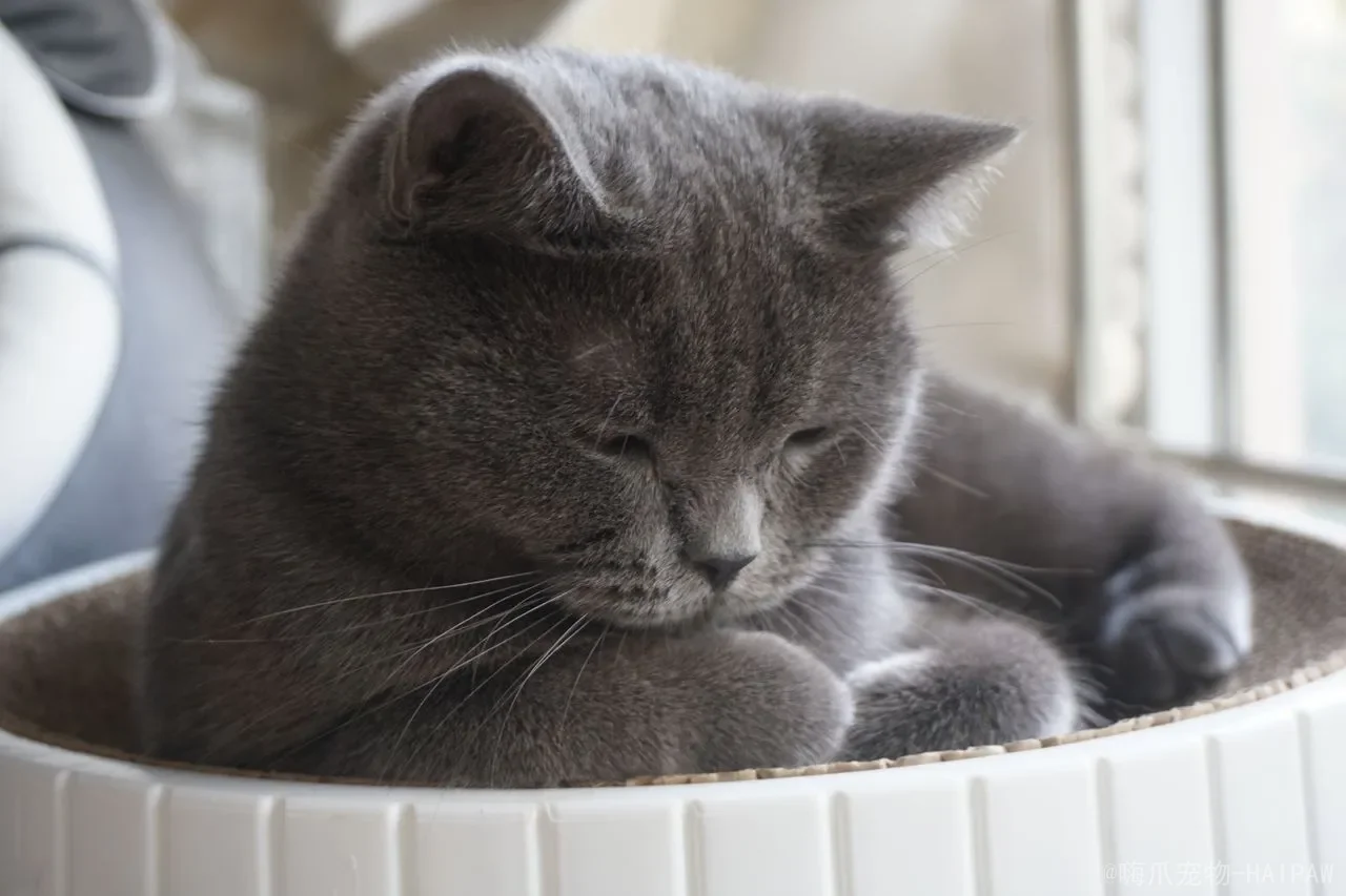 猫咪囤积症：当善意变成失控，如何识别、面对与干预