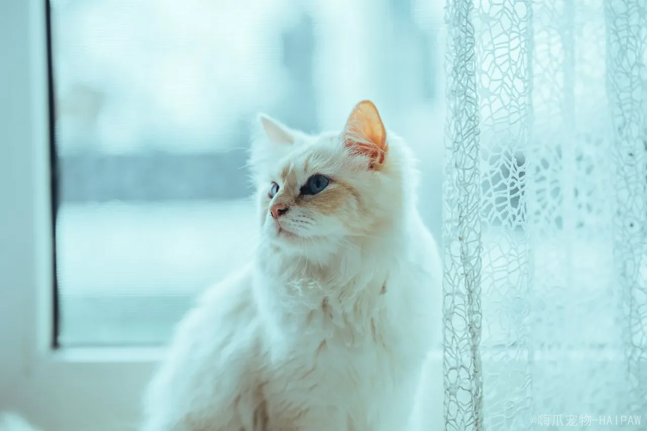 猫咪食物益智玩具全指南：从漏食球到嗅闻垫的选购与使用手册