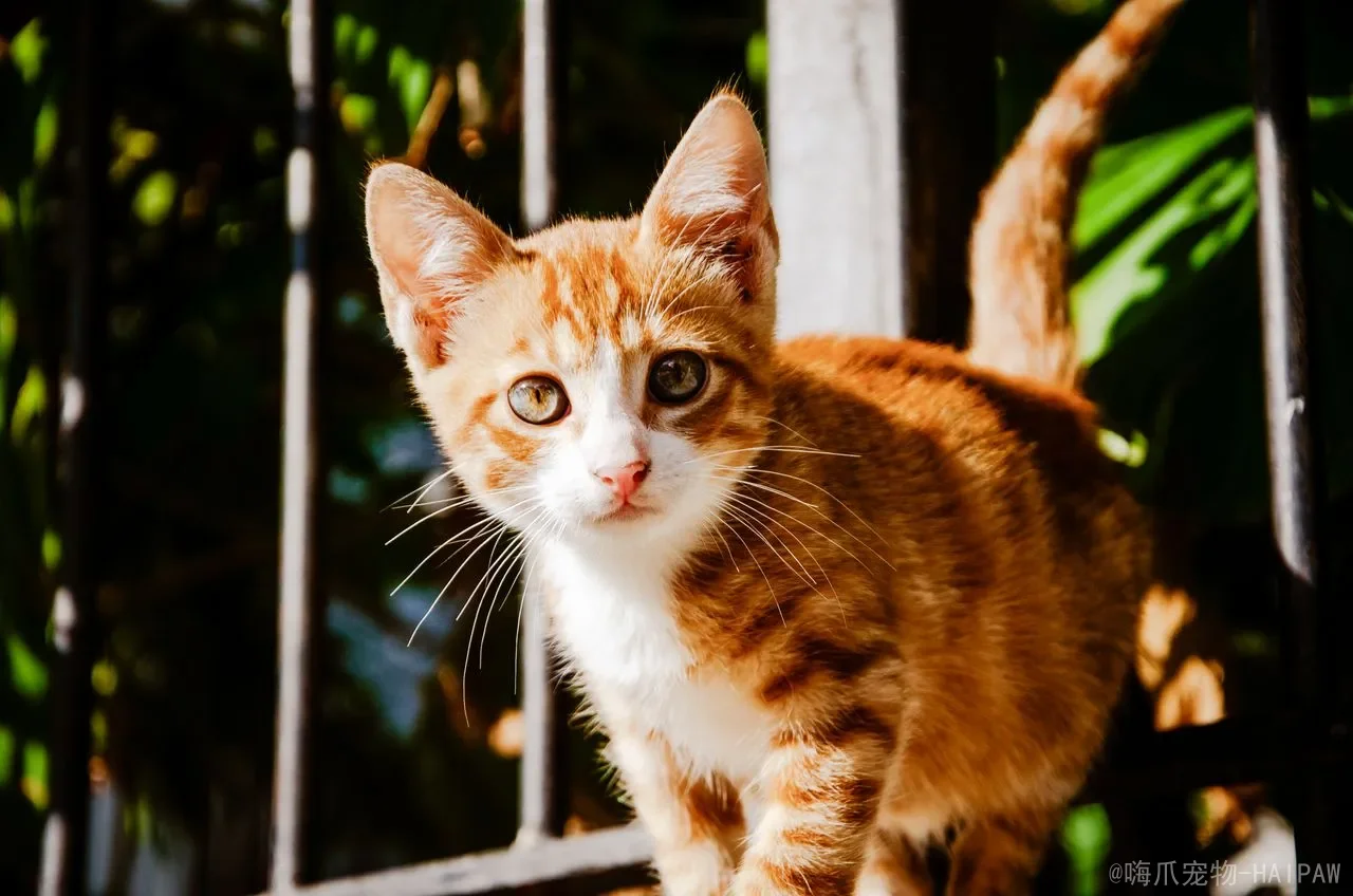 猫咪牙龈炎家庭预防全攻略：从刷牙训练到口腔护理的完整指南